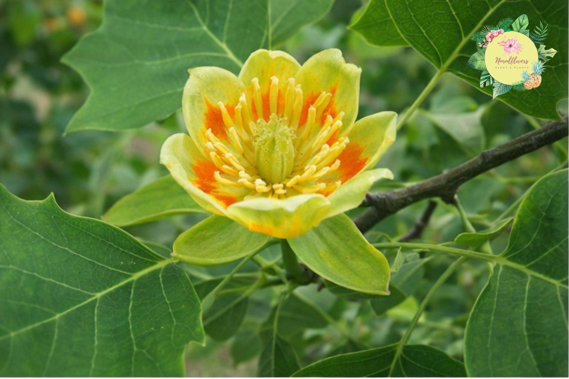 Tulip Poplar Tree Bare Roots 2 Pack - Liriodendron tulipifera - Fast-Growing Deciduous Trees for Landscaping