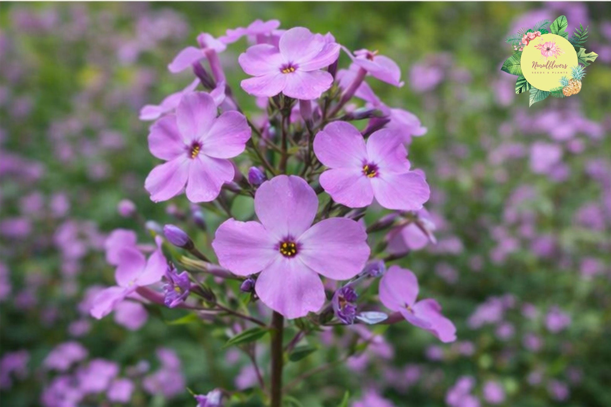 Sweet William Bulbs | Perennial Flowering Plants | Phlox Maculata | Fragrant, Colorful Clusters for Gardens