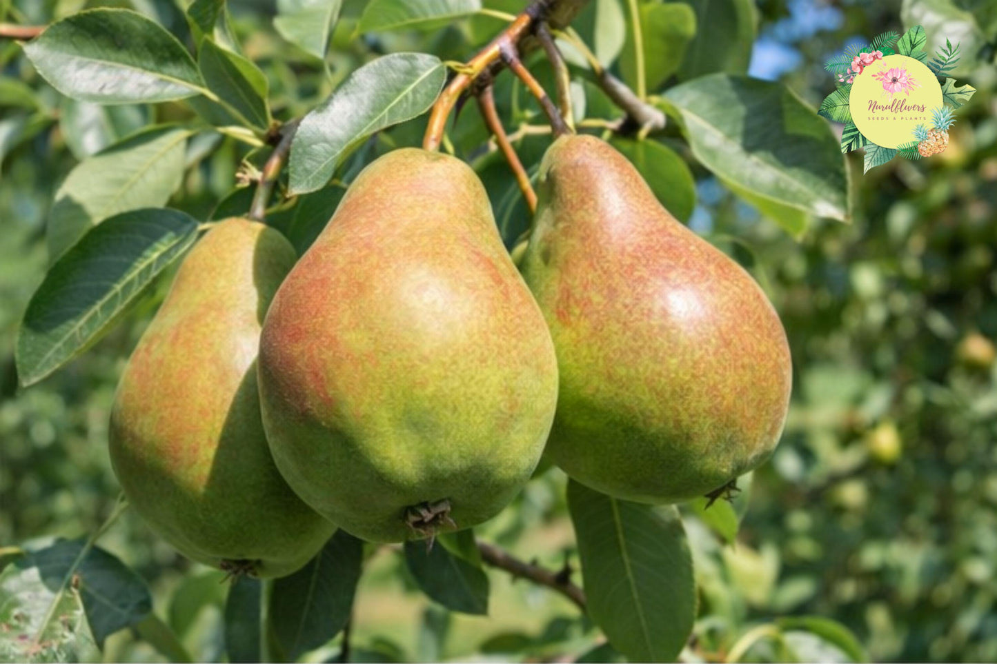 Ayers Pear Tree - Grafted Bare-Root - Sweet Juicy Fruit - Pyrus communis 'Ayers' - Ideal for Home Gardens and Orchards