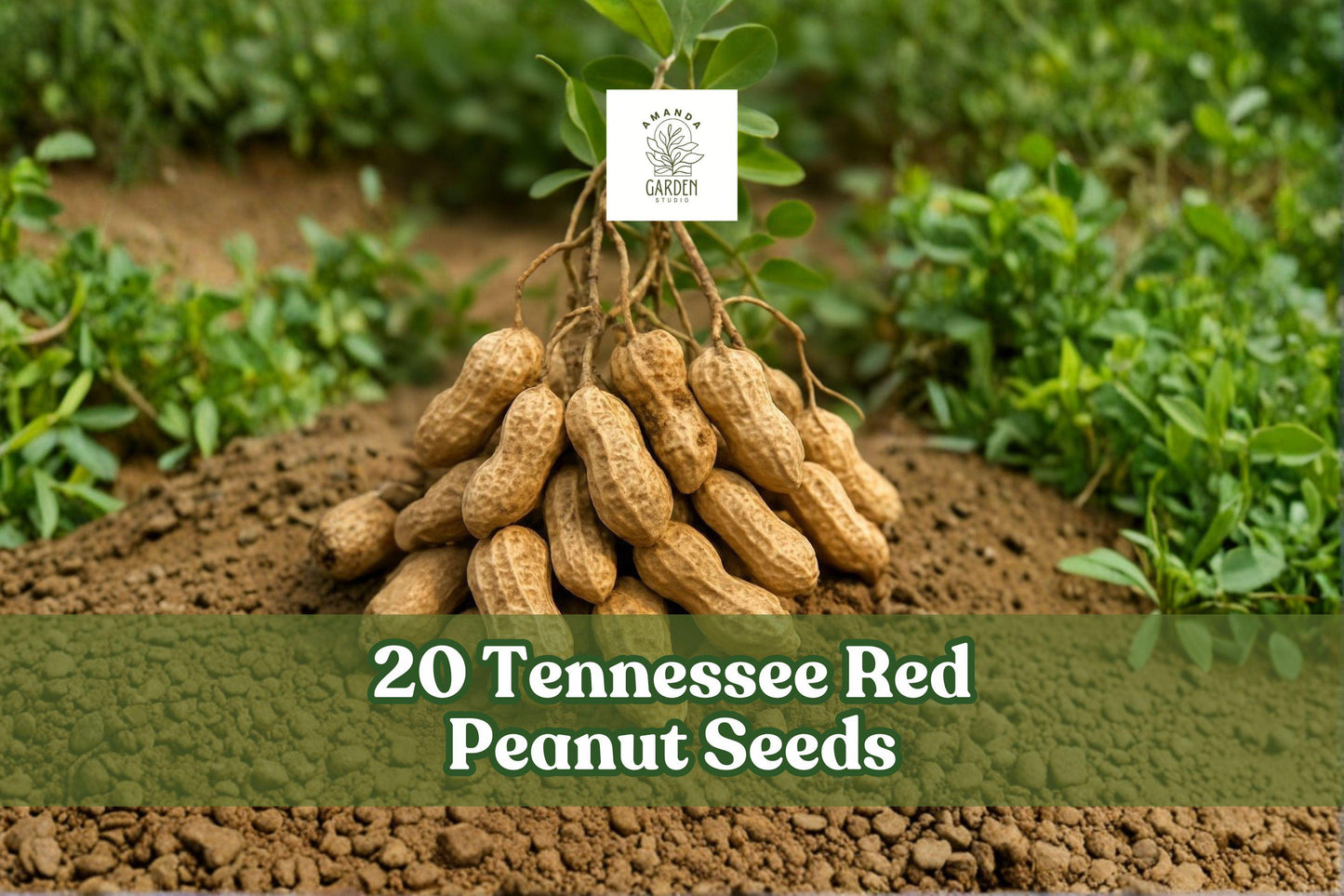 Tennessee Red Peanut Seeds - 20 Count - Arachis hypogaea - Warm-Season Garden Variety for Outdoor Planting