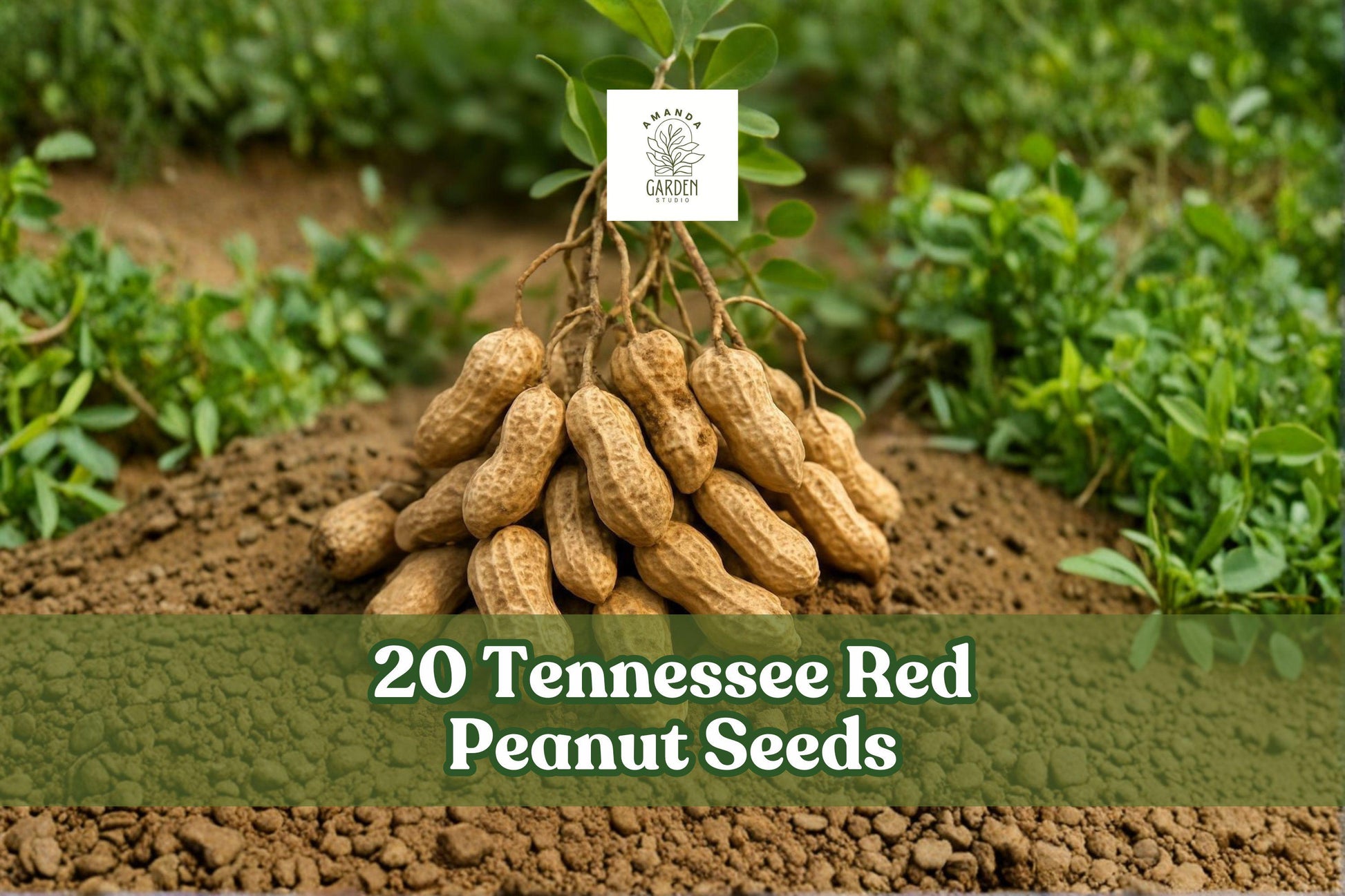 Tennessee Red Peanut Seeds - 20 Count - Arachis hypogaea - Warm-Season Garden Variety for Outdoor Planting