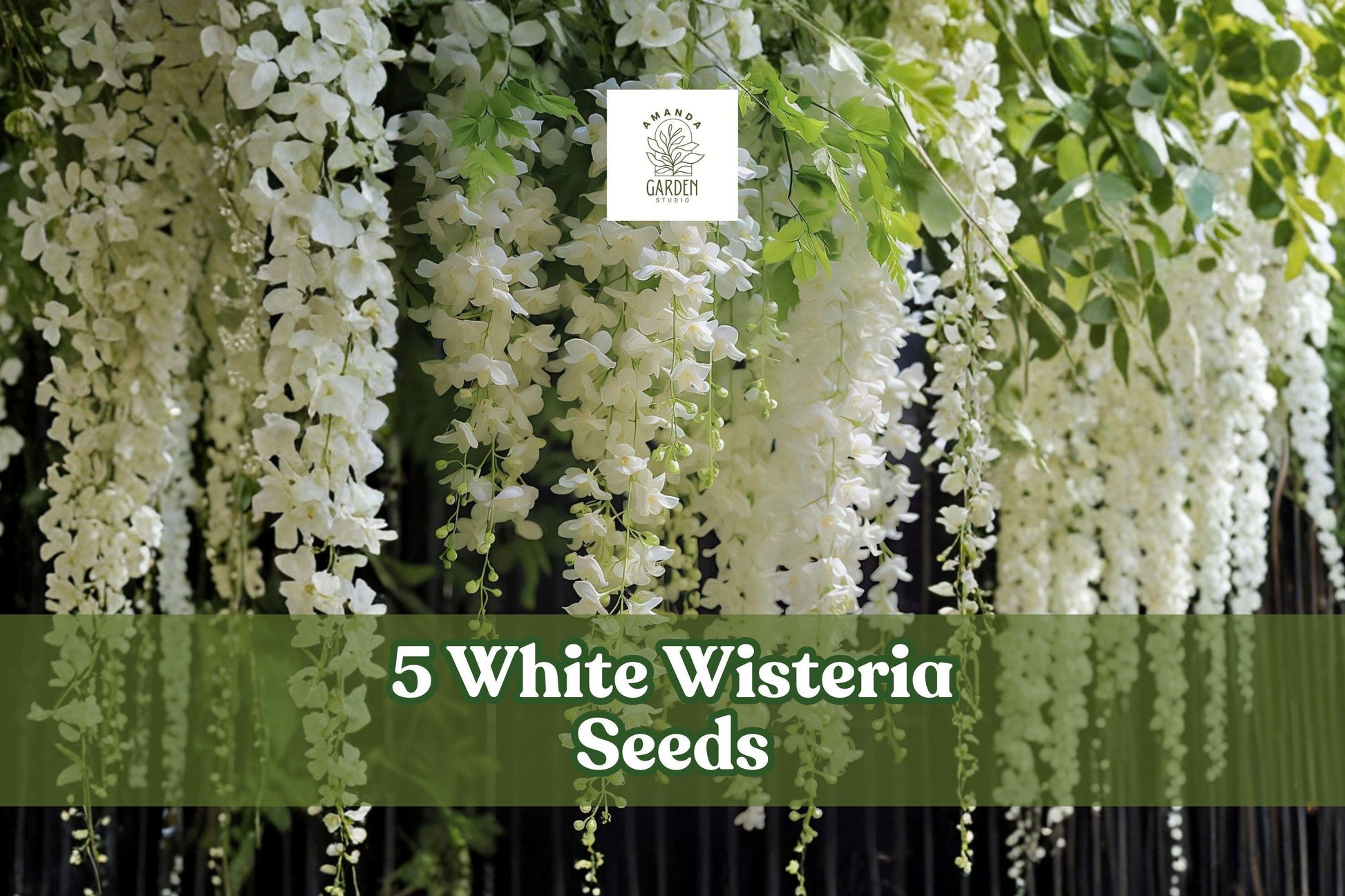 White Wisteria Seeds - 5 Pack for Planting Flowering Vine, Wisteria sinensis ‘Alba’, Ornamental Garden Climbing Plant