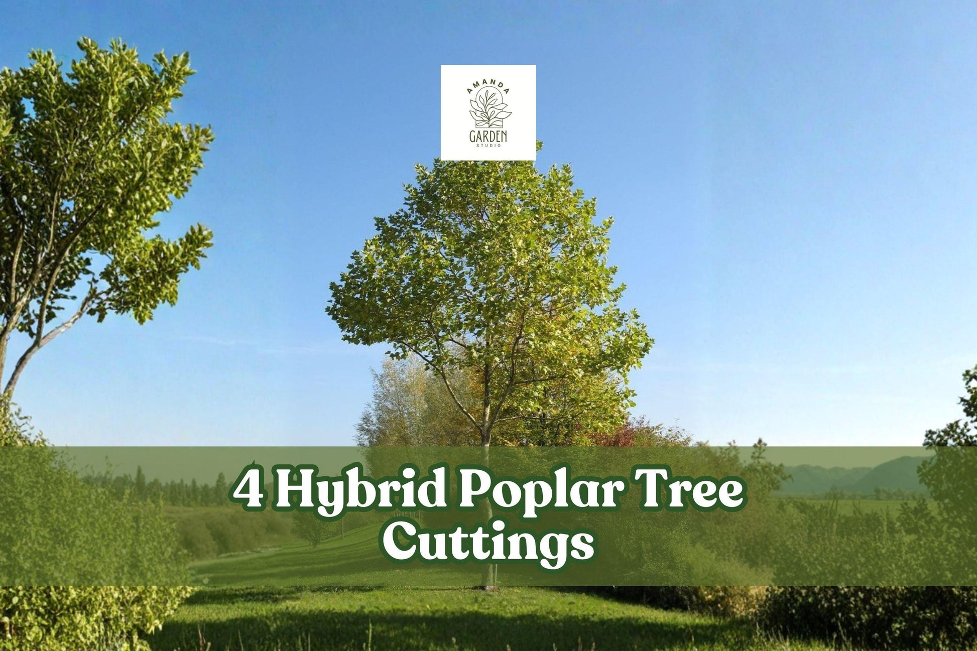 Hybrid Poplar Tree Cuttings - 4 Live Cuttings for Privacy & Shade Planting - Populus Hybrid - Deciduous Landscape Trees