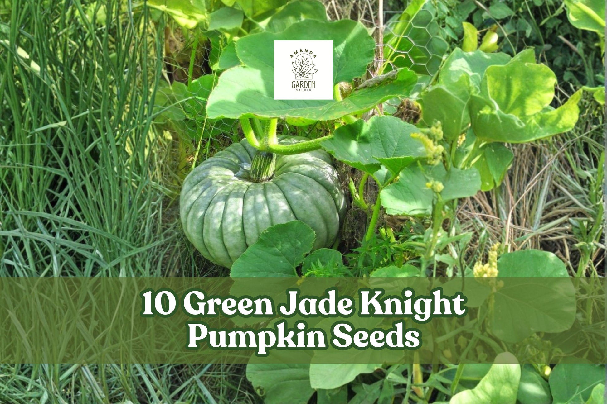 10 Green Jade Knight Pumpkin Seeds for Planting - Cucurbita maxima, Decorative Green Pumpkins for Fall Displays