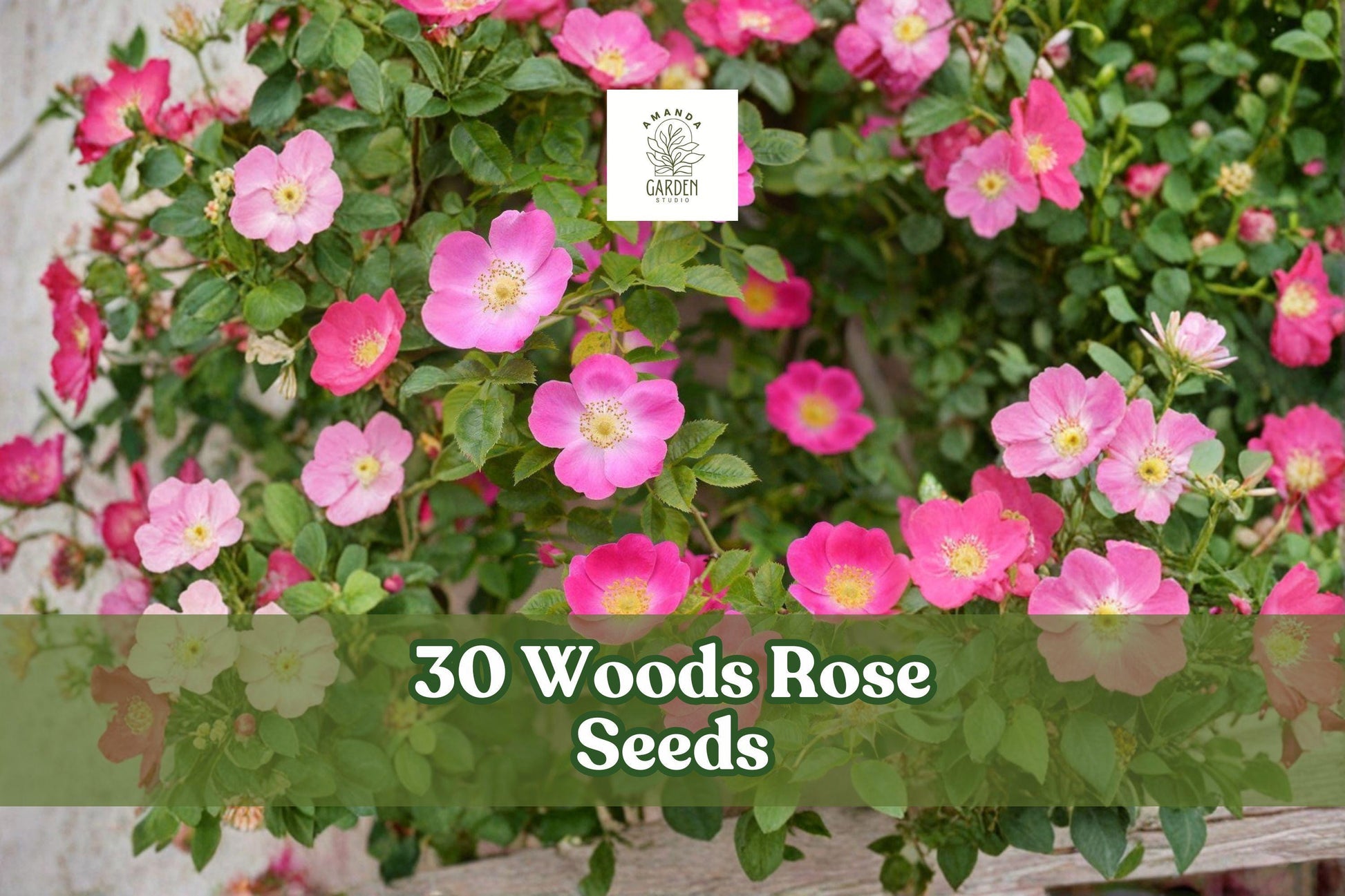 30 Woods Rose Seeds for Planting, Pink Flowers Ornamental Shrub, Rosa woodsii, Deciduous, Landscape Garden Use