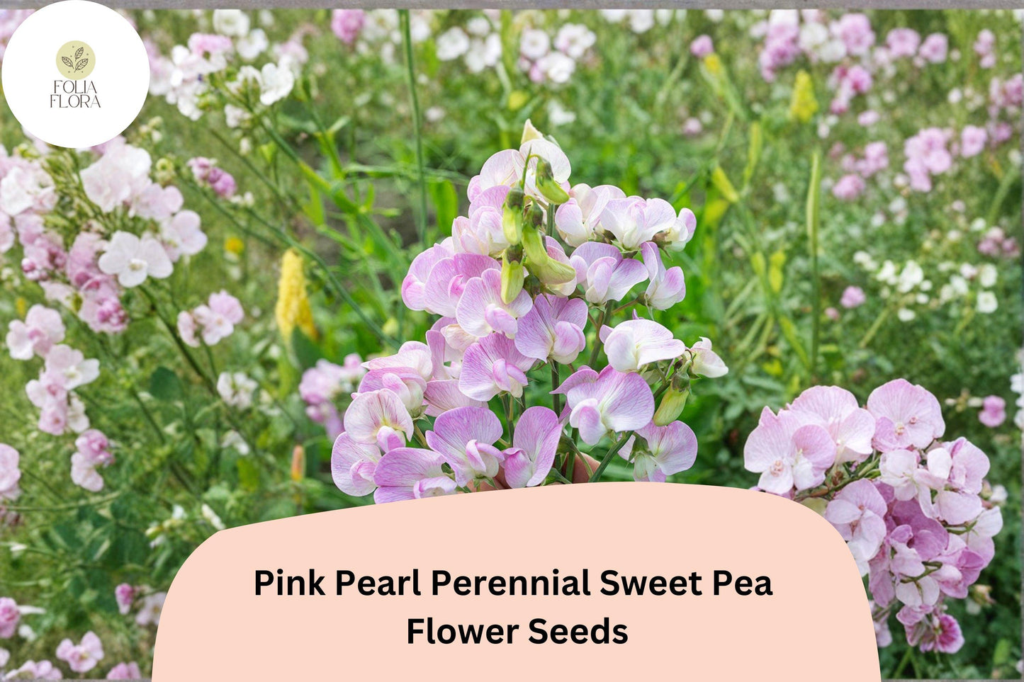 Pink Pearl Sweet Pea Seeds - Perennial Climbing Flower Vine (Lathyrus latifolius) - Hardy Pink Ornamental Garden Seeds
