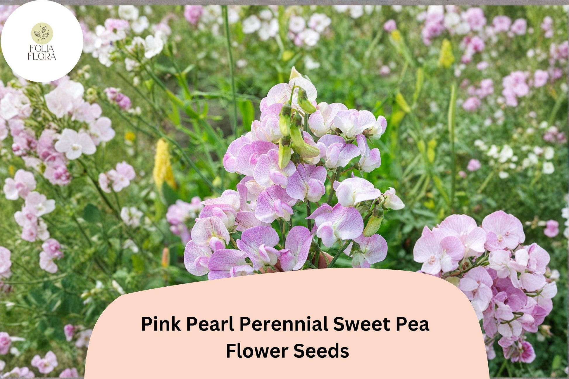 Pink Pearl Sweet Pea Seeds - Perennial Climbing Flower Vine (Lathyrus latifolius) - Hardy Pink Ornamental Garden Seeds