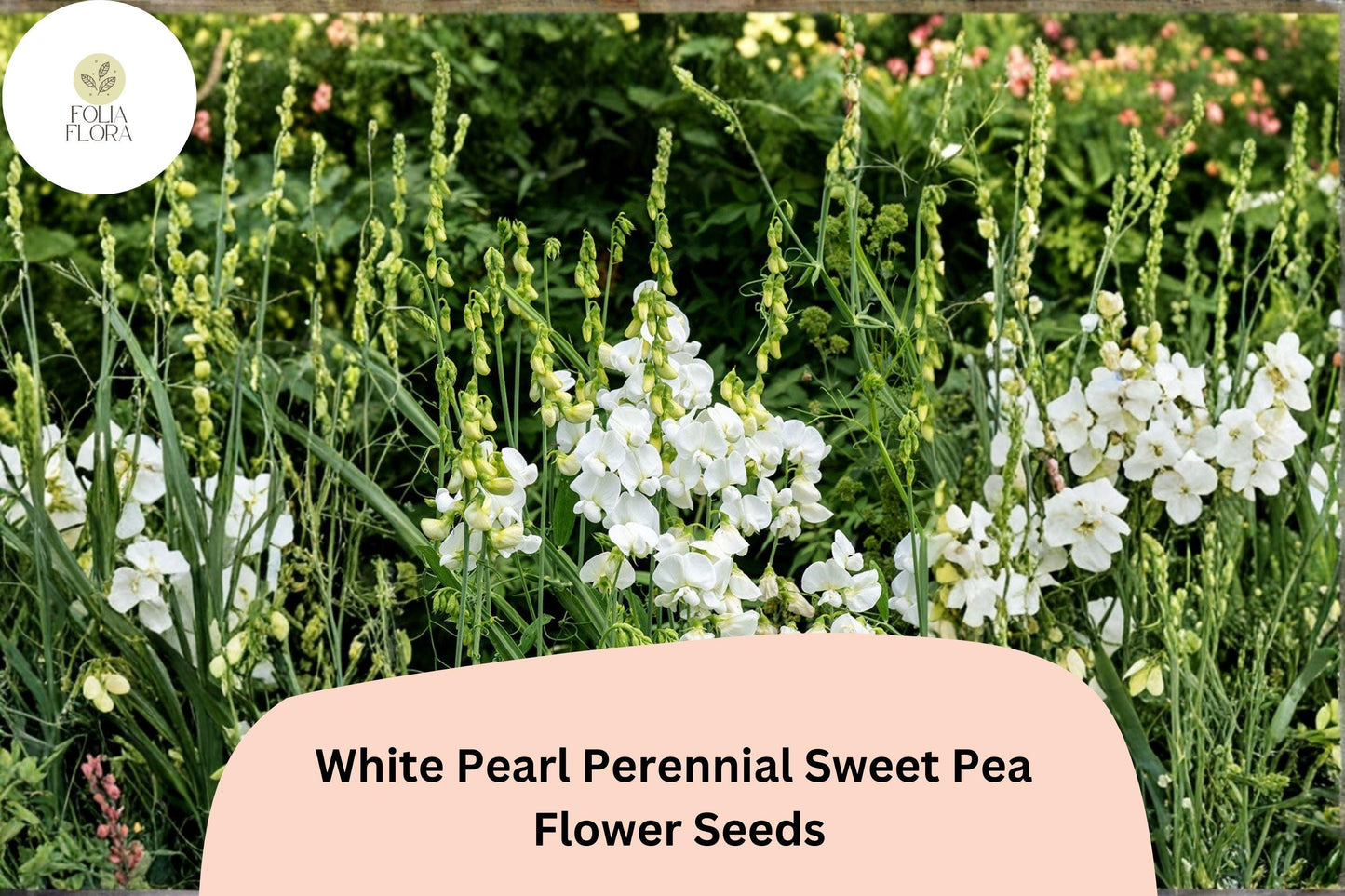 Perennial Sweet Pea Seeds - 50+ White Pearl Lathyrus latifolius - Hardy Climbing Vine for Trellises and Gardens