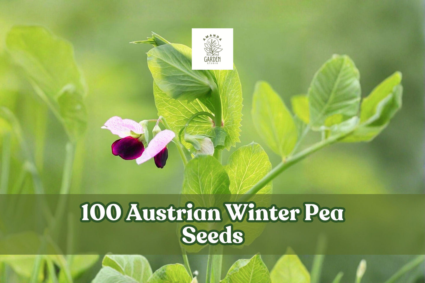 Austrian Winter Pea Seeds - 100 Count - Pisum sativum subsp. arvense - Cool-Season Legume for Cover Crop & Garden Planting