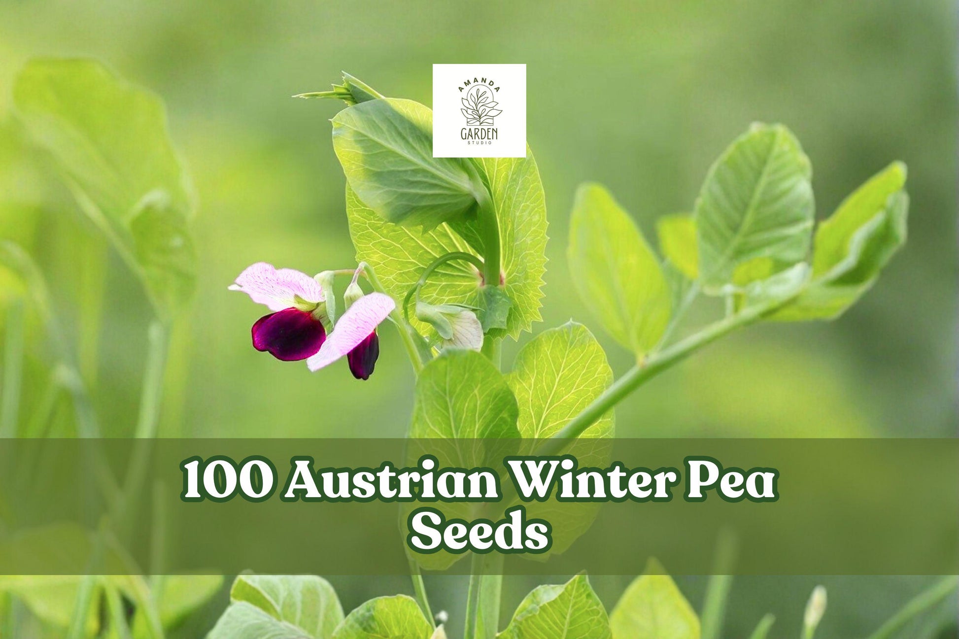 Austrian Winter Pea Seeds - 100 Count - Pisum sativum subsp. arvense - Cool-Season Legume for Cover Crop & Garden Planting