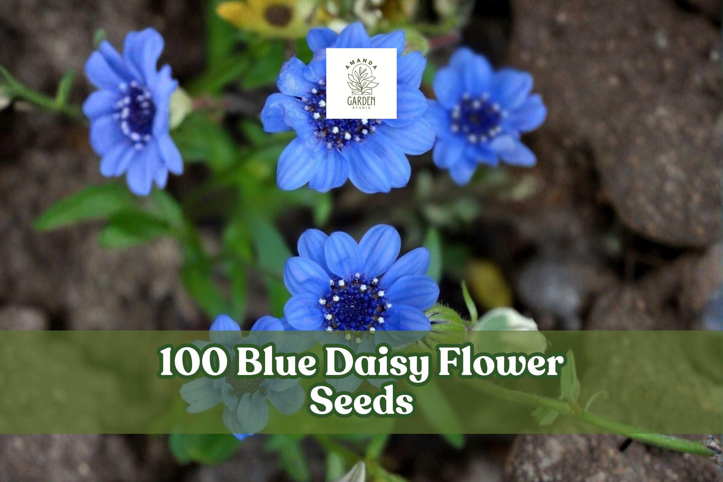 100 Blue Daisy Flower Seeds for Planting - Felicia heterophylla - Ornamental Sky-Blue Blooms for Garden Beds & Containers
