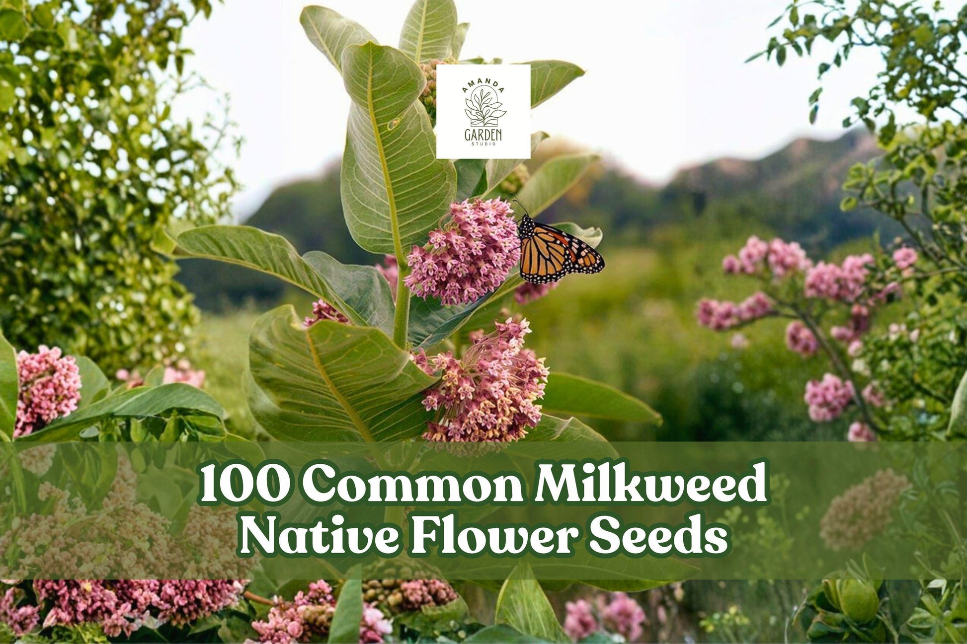 Common Milkweed Seeds - 100 Perennial Wildflower Seeds for Planting - Asclepias syriaca - Pink to Purple Flower Clusters