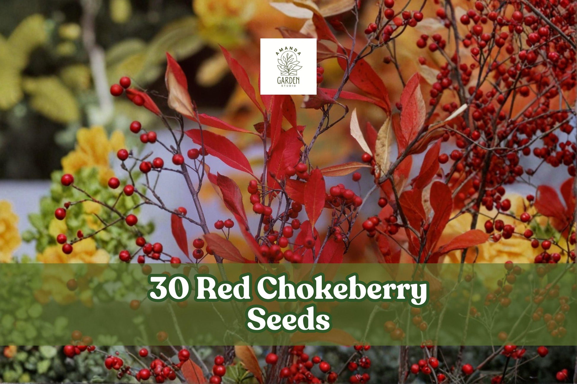 30 Red Chokeberry Seeds for Planting - Aronia arbutifolia, Native Ornamental Shrub, Deciduous with Seasonal Interest