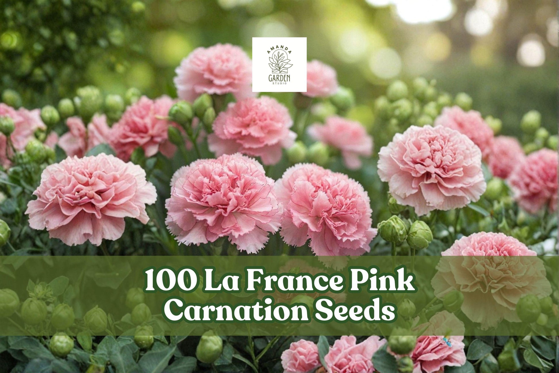 100 La France Pink Carnation Seeds - Dianthus caryophyllus - Ornamental Flower Seeds for Garden Beds and Borders