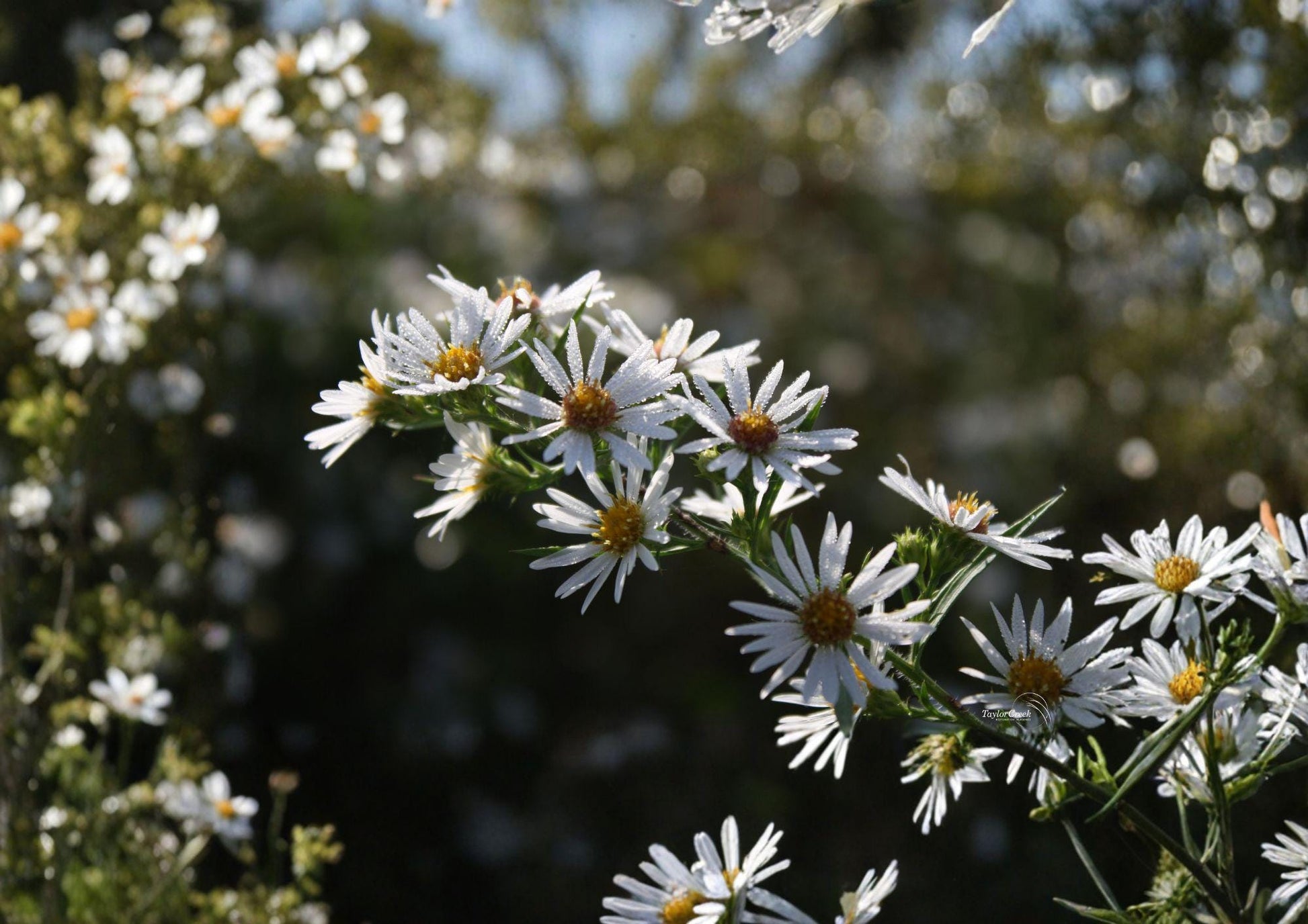 Swamp Aster Seeds - 350 Count - Native Purple Wildflower, Symphyotrichum puniceum, Pollinator Friendly Perennial for Wetlands