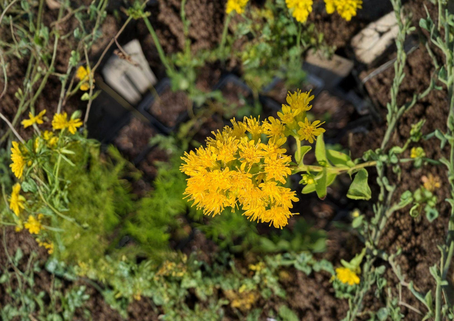 Stiff Goldenrod Seeds - 700 Count - Native Prairie Perennial Wildflower - Oligoneuron rigidum - Bright Yellow Pollinator Plant