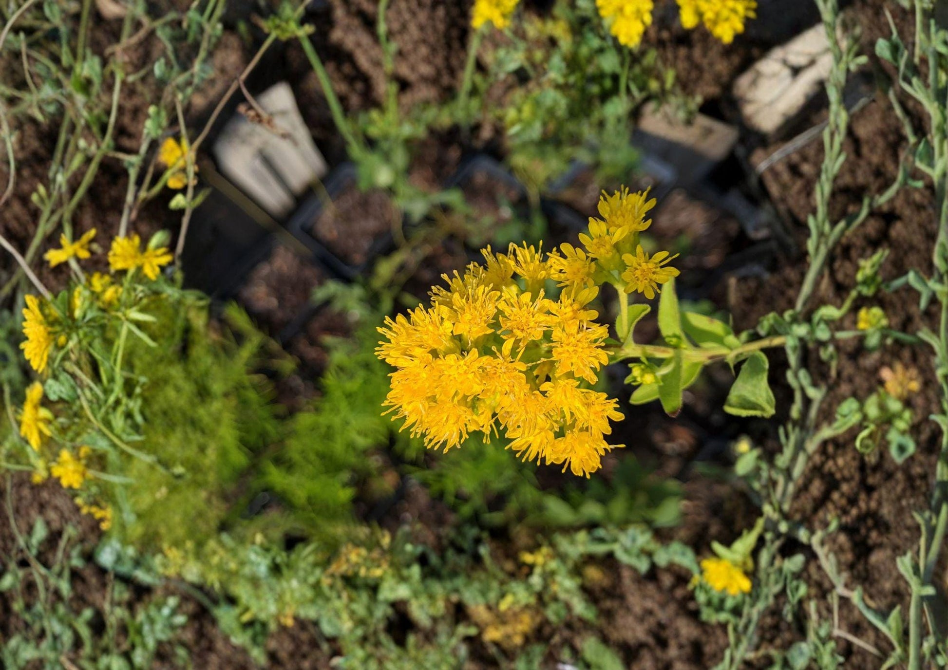 Stiff Goldenrod Seeds - 700 Count - Native Prairie Perennial Wildflower - Oligoneuron rigidum - Bright Yellow Pollinator Plant