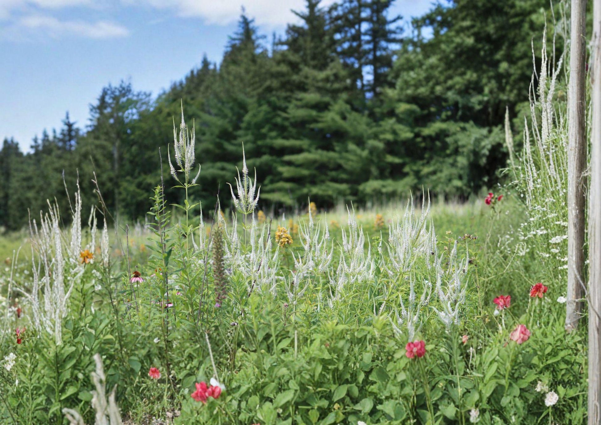 Culver's Root Seeds - 2500 Native White Perennial Wildflower - Veronicastrum virginicum - Pollinator Friendly Plant