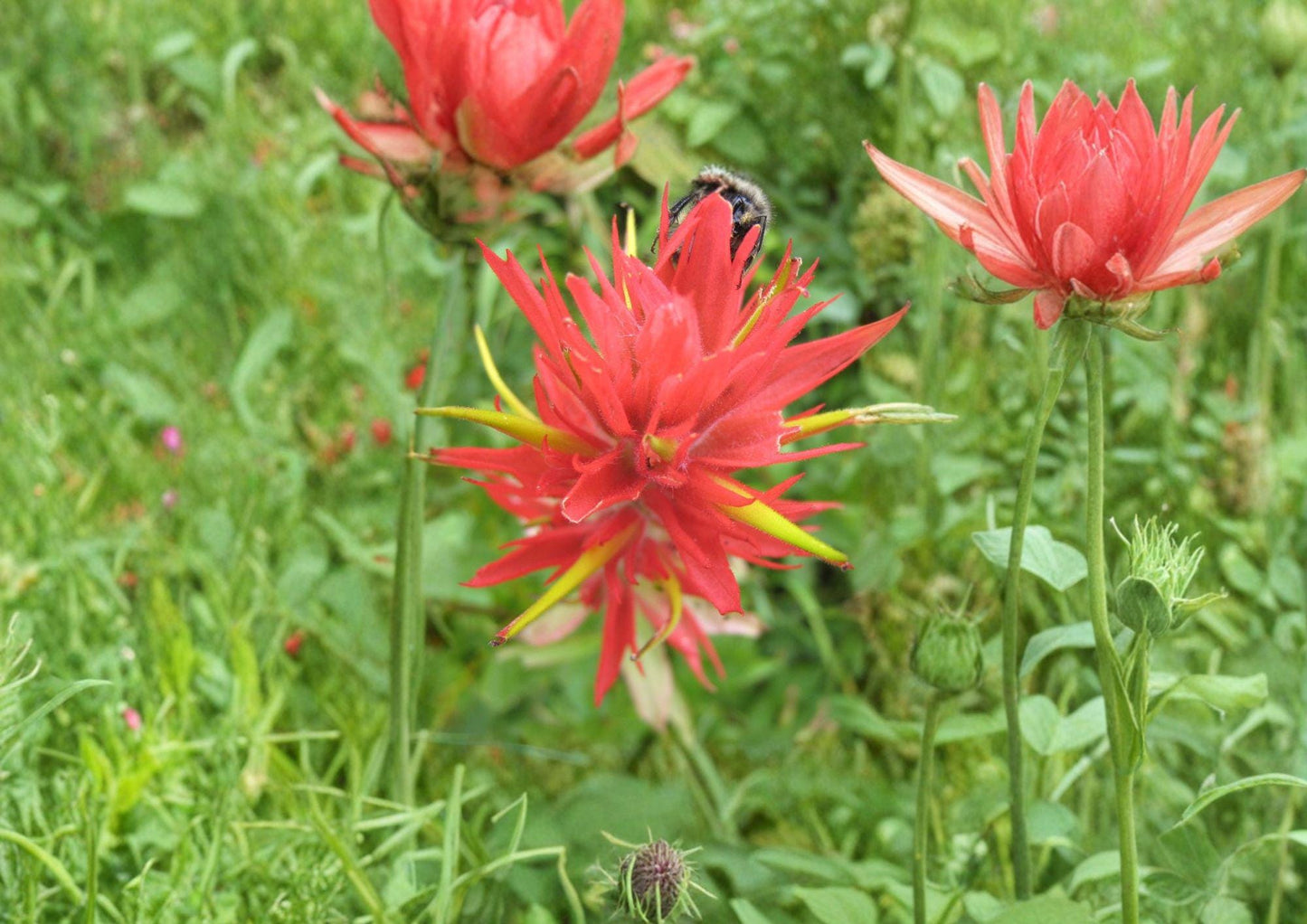 Giant Red Indian Paintbrush Seeds - 100 Hummingbird Friendly Wildflower Seeds - Castilleja miniata