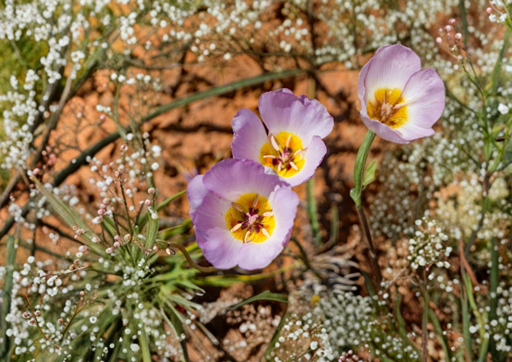 Winding Mariposa Lily Seeds - Native Desert Wildflower - Calochortus flexuosus - Just In Stock