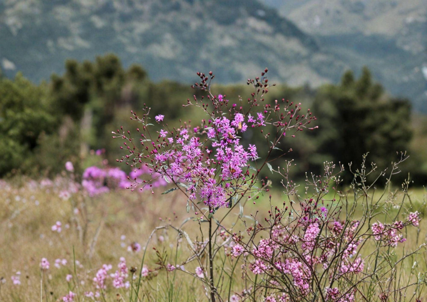 Ironweed Seeds - Tall Vernonia angustifolia, Native Purple Prairie Wildflower, Fresh Stock