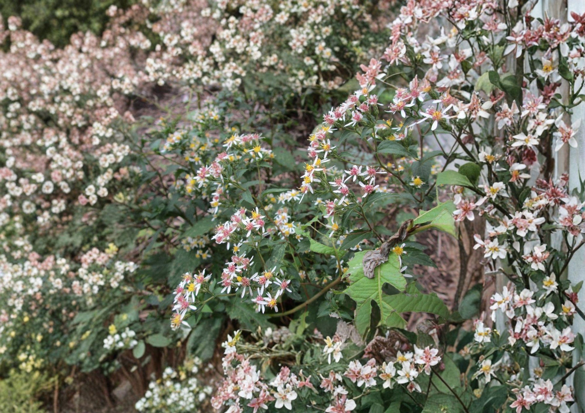 Calico Aster Seeds - Native Pollinator Wildflower - Symphyotrichum lateriflorum - Easy to Grow, Perennial Garden Plant