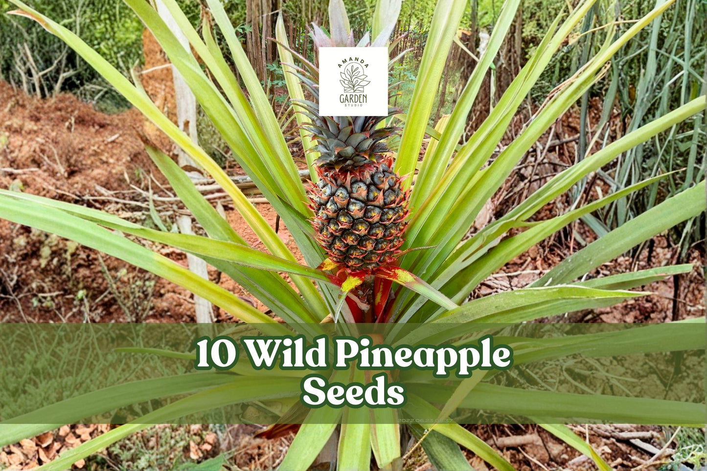 10 Wild Pineapple Seeds for Planting - Ornamental Bromeliad (Bromelia pinguin) with Spiny Foliage, Ideal for Warm Climates
