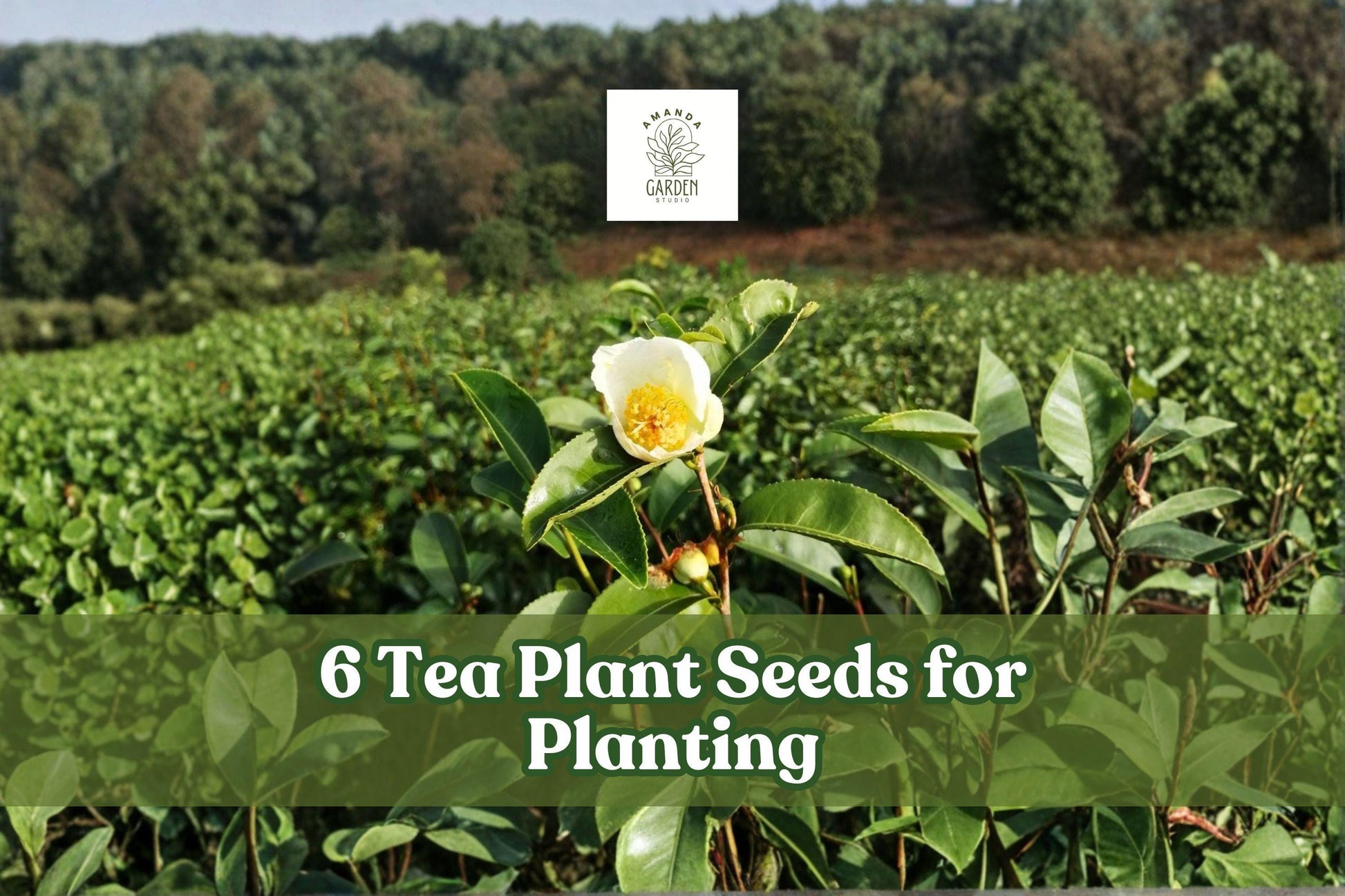 6 Tea Plant Seeds for Planting - Camellia Sinensis - Evergreen Ornamental Shrub with Glossy Leaves, Ideal for Gardens or Containers