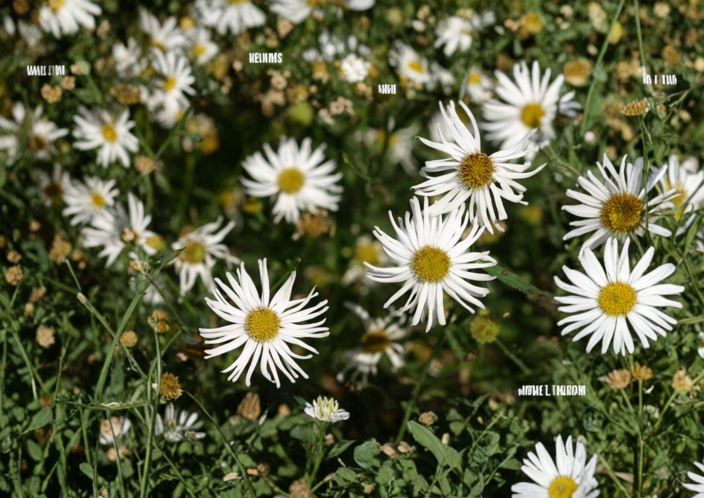 False Aster Seeds - White Dolls Daisy, Native Pollinator Wildflower (500 Seeds) - Easy to Grow, Perennial Flower Seeds