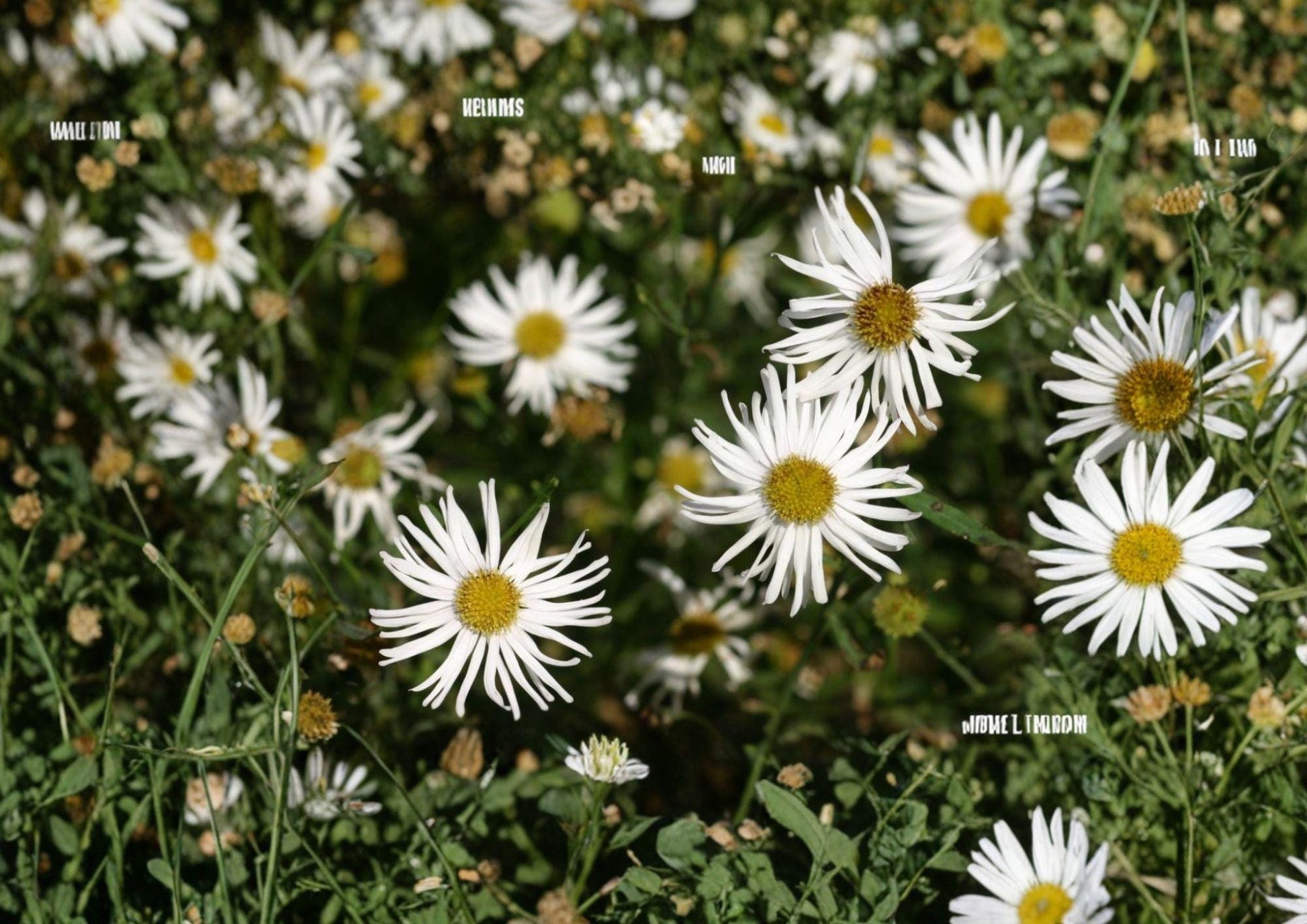 False Aster Seeds - White Dolls Daisy, Native Pollinator Wildflower (500 Seeds) - Easy to Grow, Perennial Flower Seeds