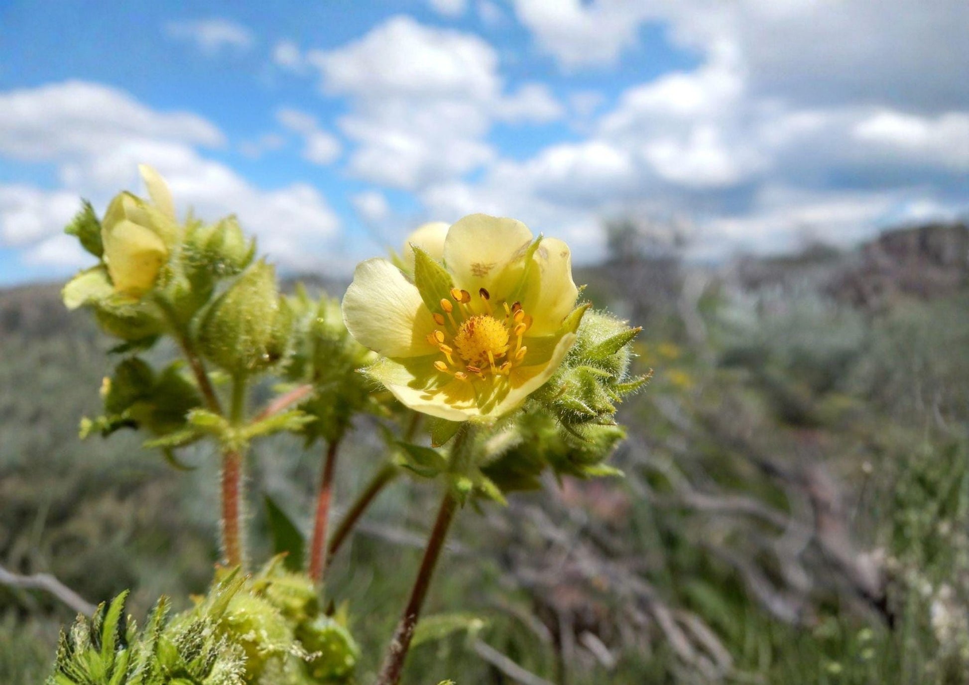 Prairie Cinquefoil Seeds - 500 Native White Wildflower Seeds, Drought Tolerant, Potentilla recta