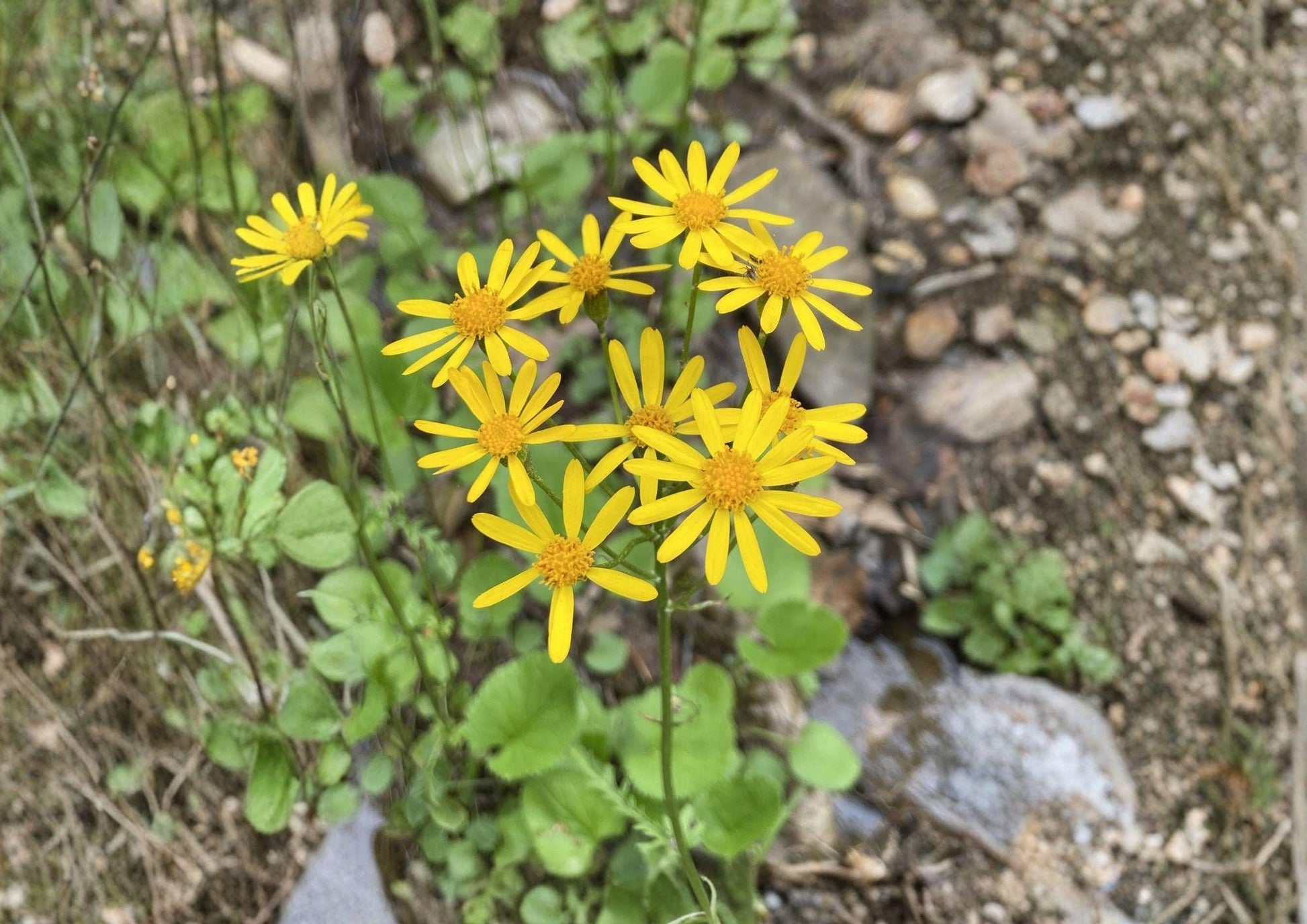 Golden Ragwort Seeds – 100 Count – Native Woodland Wildflower, Fast Growing Shade Ground Cover (Pack of 100)