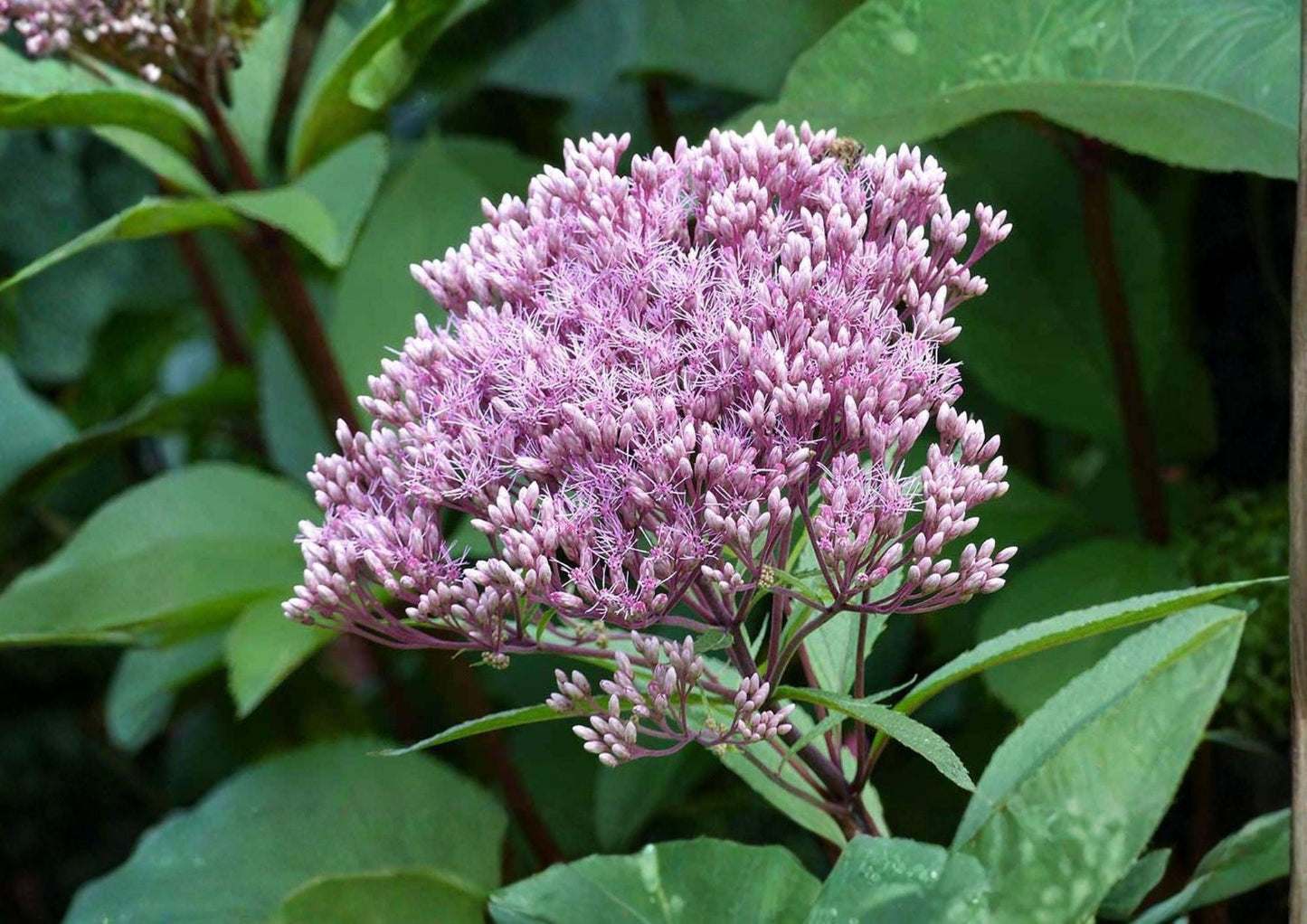Hollow Joe Pye Weed Seeds - 100 Count - Eutrochium fistulosum - Tall Native Pink Purple Wetland Perennial, Pollinator Friendly