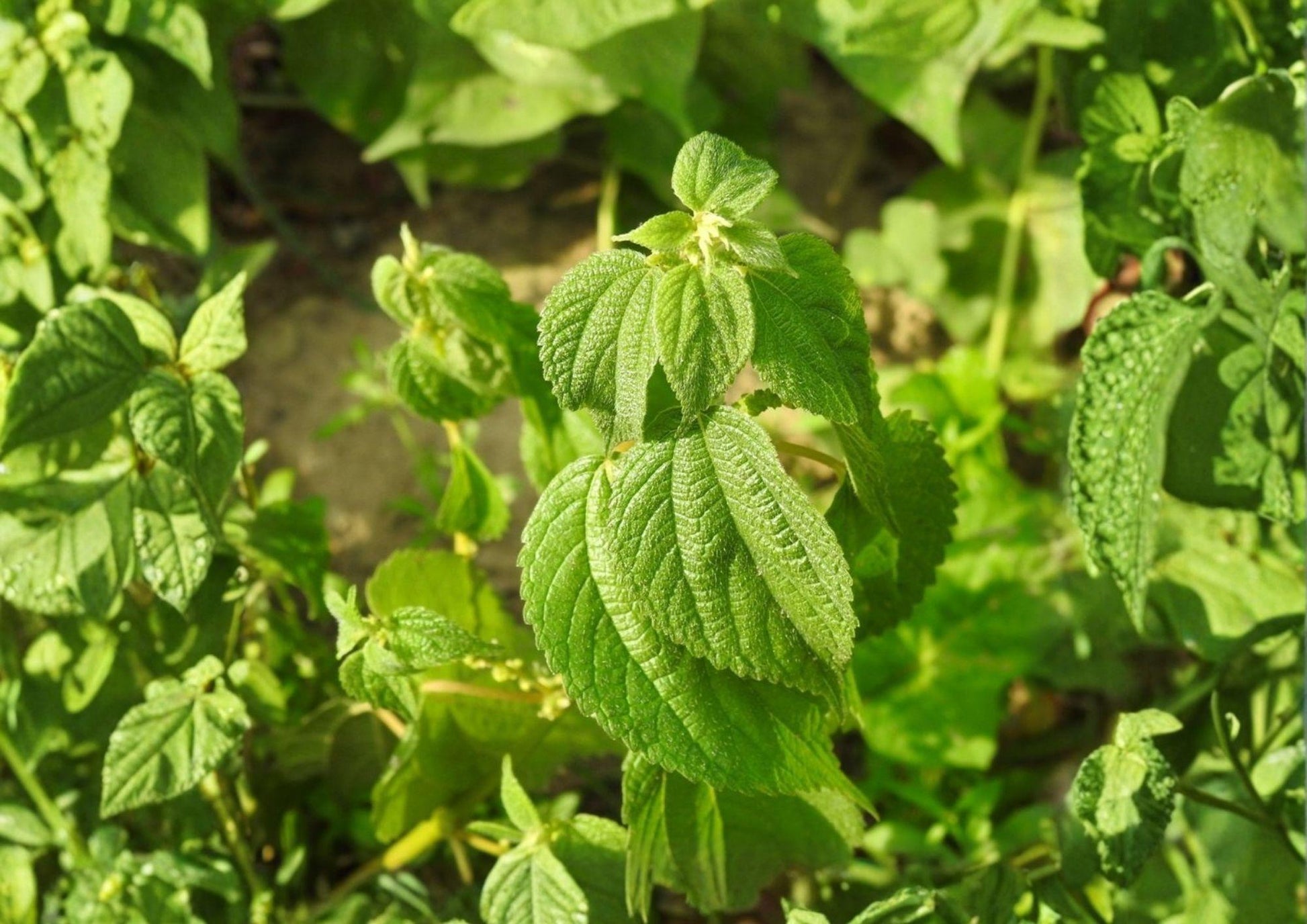 Smallspike False Nettle Seeds - 100 Count - Native Wetland Wildlife Plant - Boehmeria cylindrica