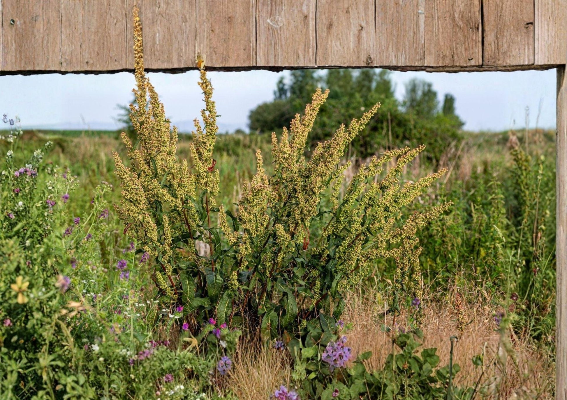 Water Dock Seeds – Native Wetland Perennial for Rain Gardens – Rumex spp. – Bloom Haven Nursery