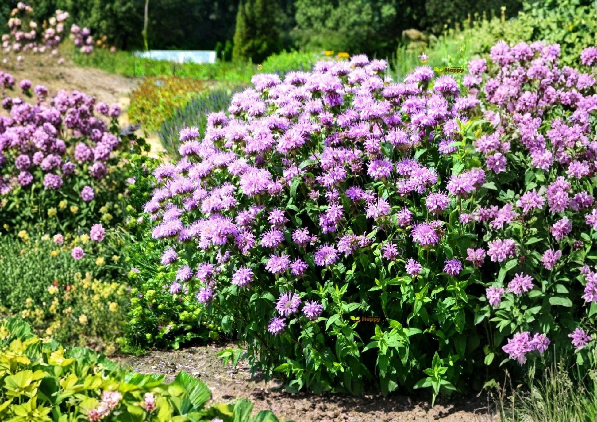 Wild Bergamot Seeds - Lavender Bee Balm - Fragrant Pollinator Flower (100 Seeds) - Monarda fistulosa Fresh Stock