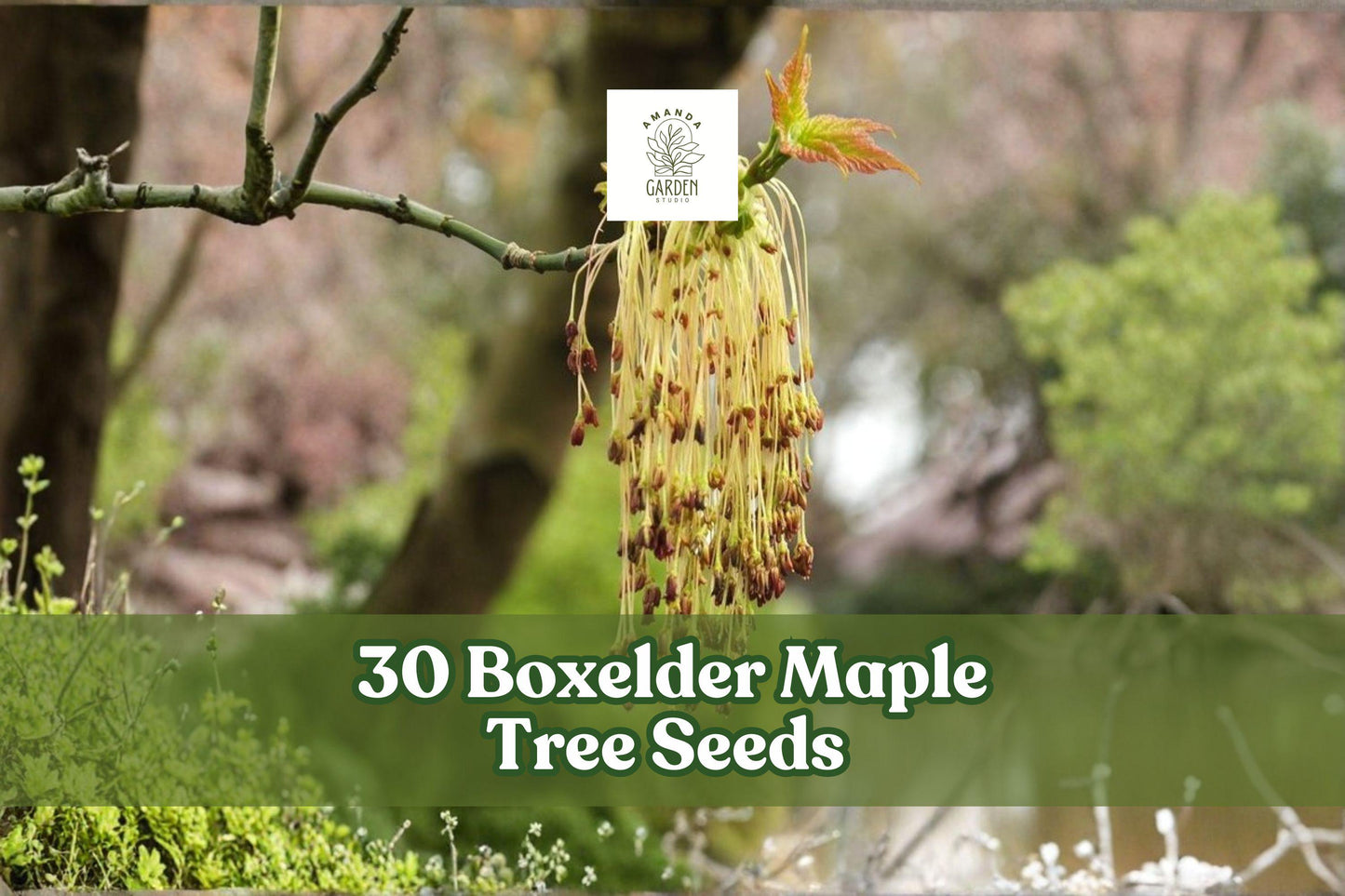 30 Boxelder Maple Tree Seeds - Fast-Growing Deciduous Tree - Acer negundo - Native North American Landscape Plant