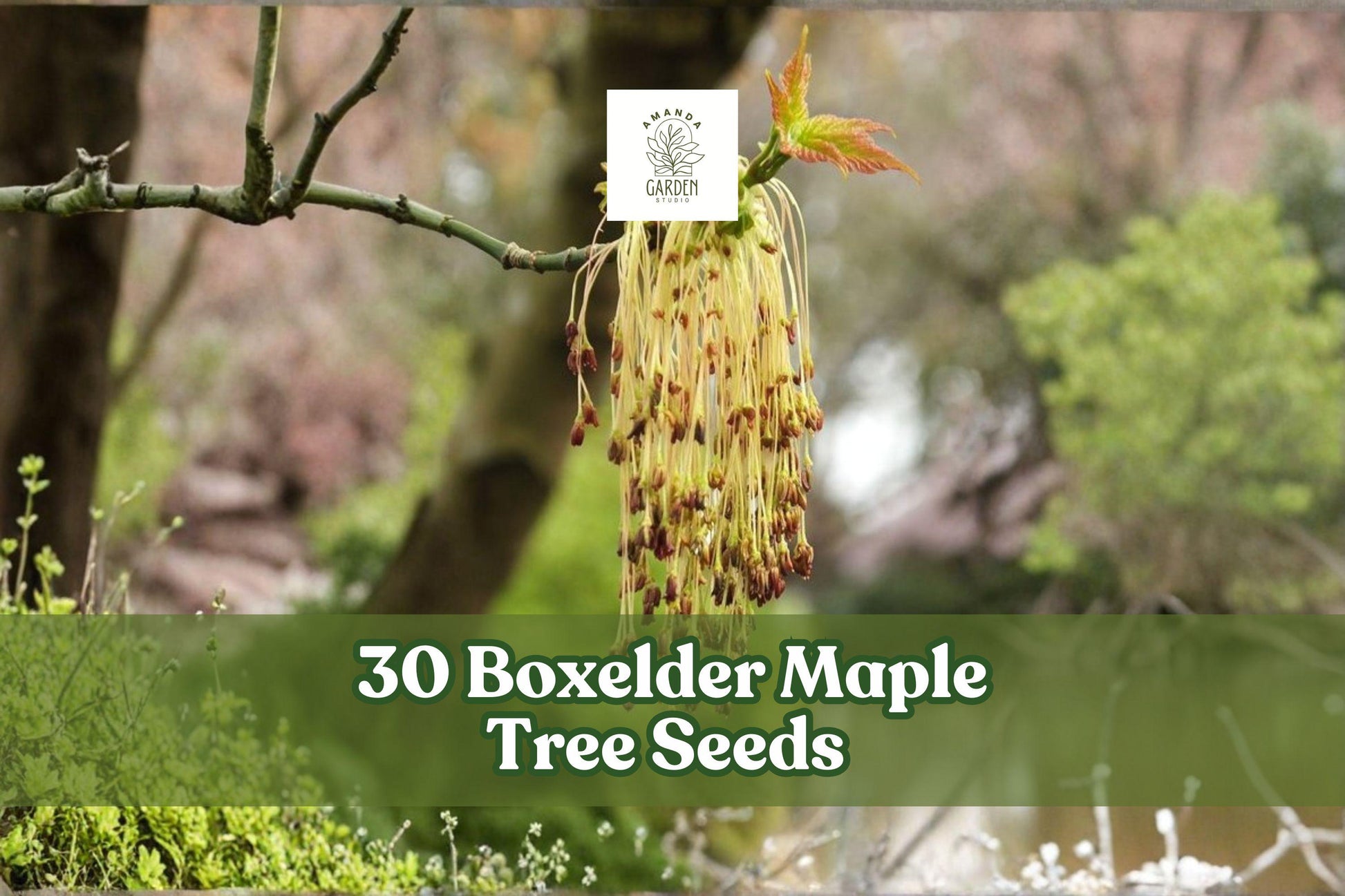 30 Boxelder Maple Tree Seeds - Fast-Growing Deciduous Tree - Acer negundo - Native North American Landscape Plant