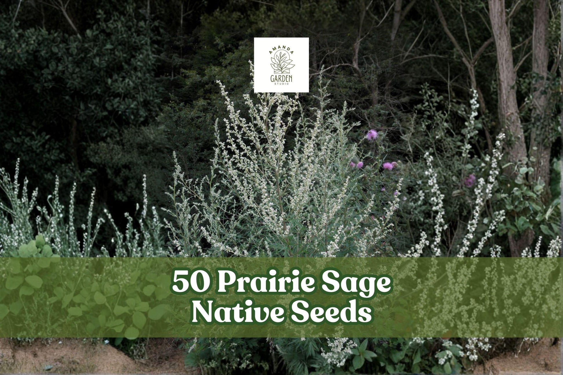 500 Purple Carpet Sedum Seeds for Planting - Sedum spurium ‘Coccineum’ - Low-Growing Ground Cover with Rose-Pink Flowers