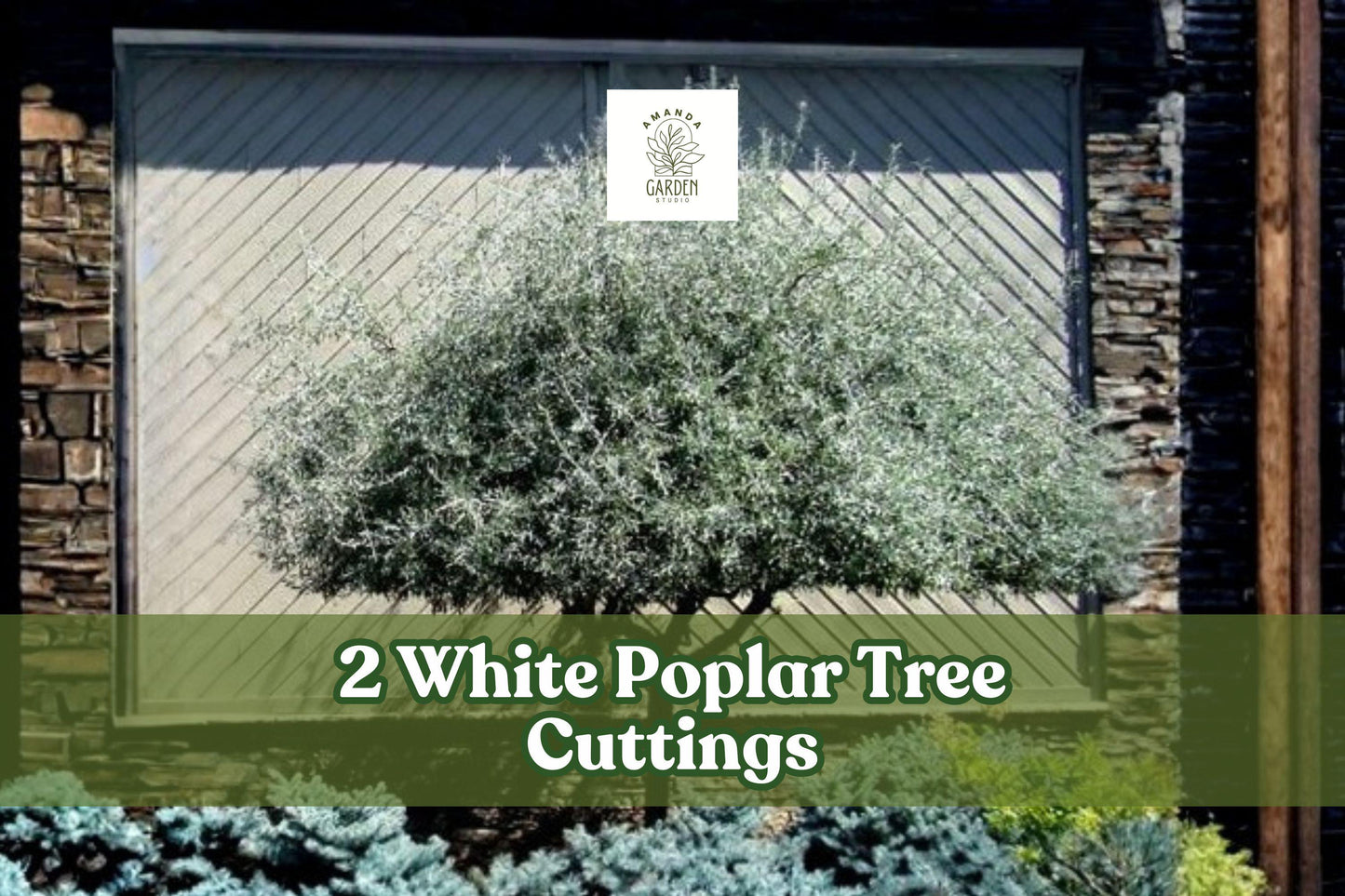White Poplar Tree Cuttings - 2 Live Cuttings for Planting, Fast-Growing Deciduous Tree, Populus alba, Silver Foliage