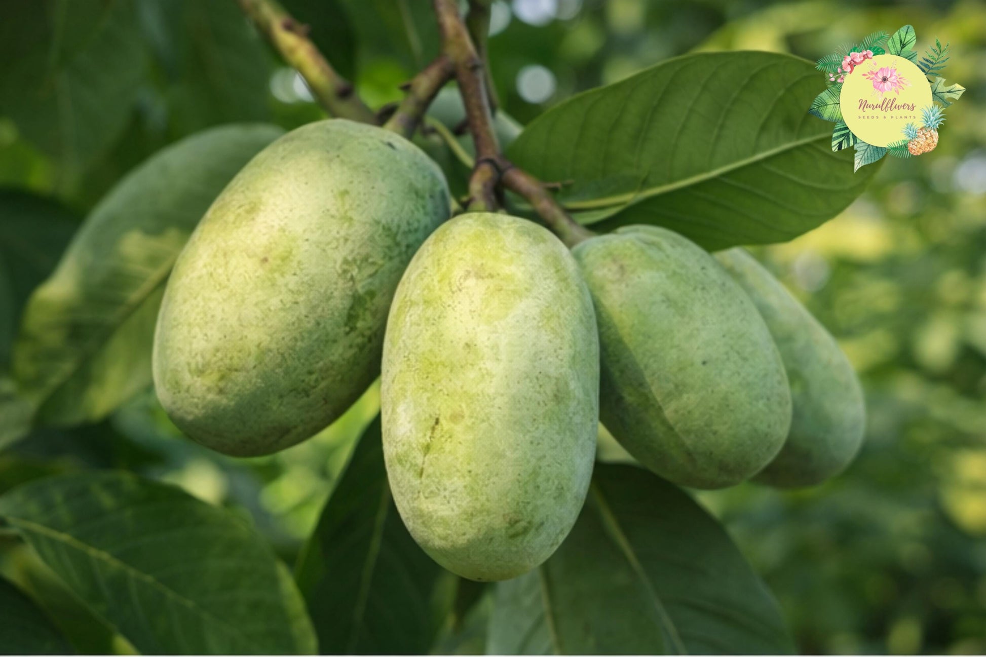 Bare-Root Pawpaw Tree Seedlings - Edible Fruit Trees for Gardens - Asimina Triloba - Sweet Custard-Like Fruit