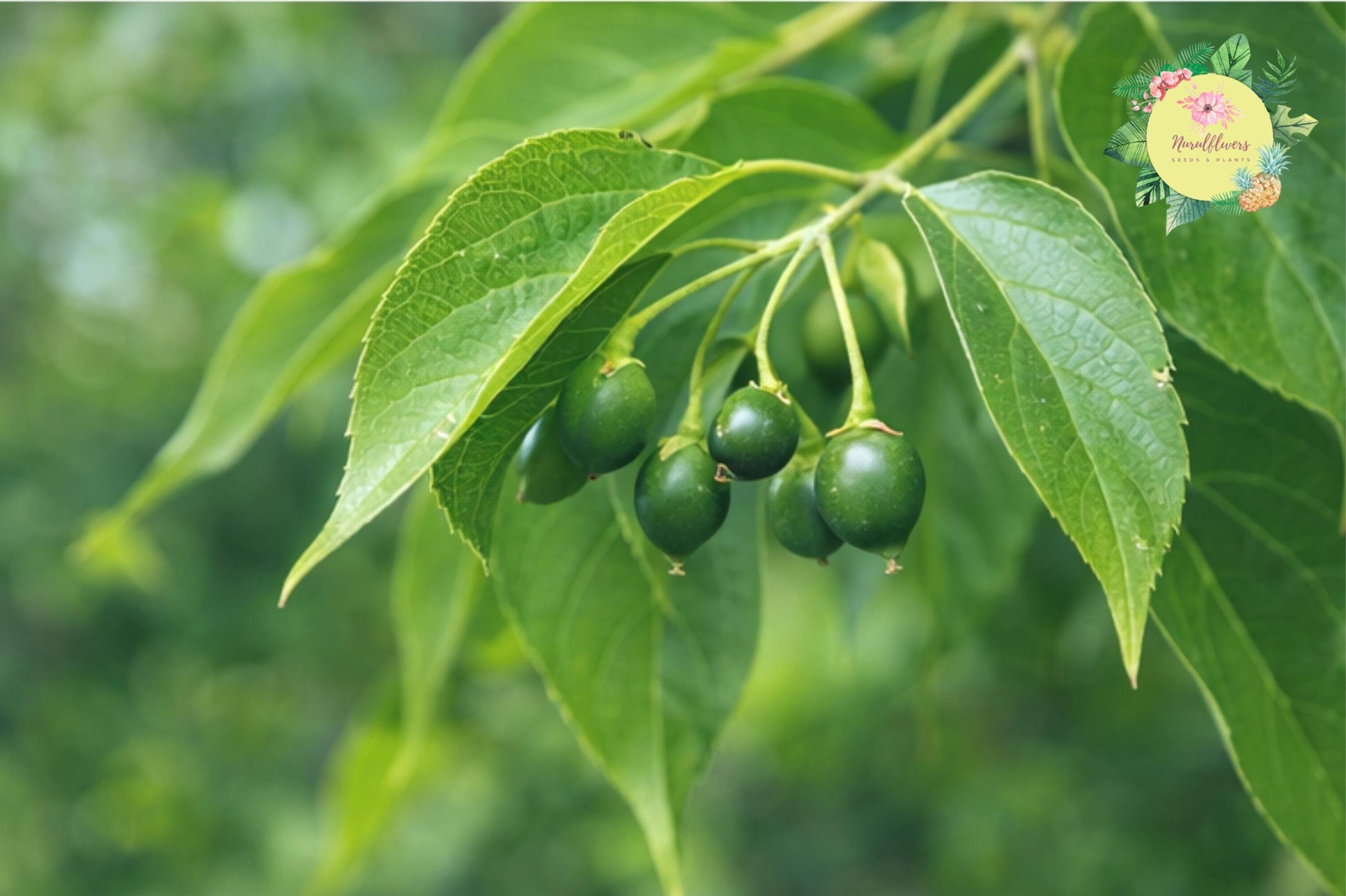 3 Bare-root Hackberry Trees - Celtis Occidentalis - Native Shade Trees for Landscaping and Reforestation