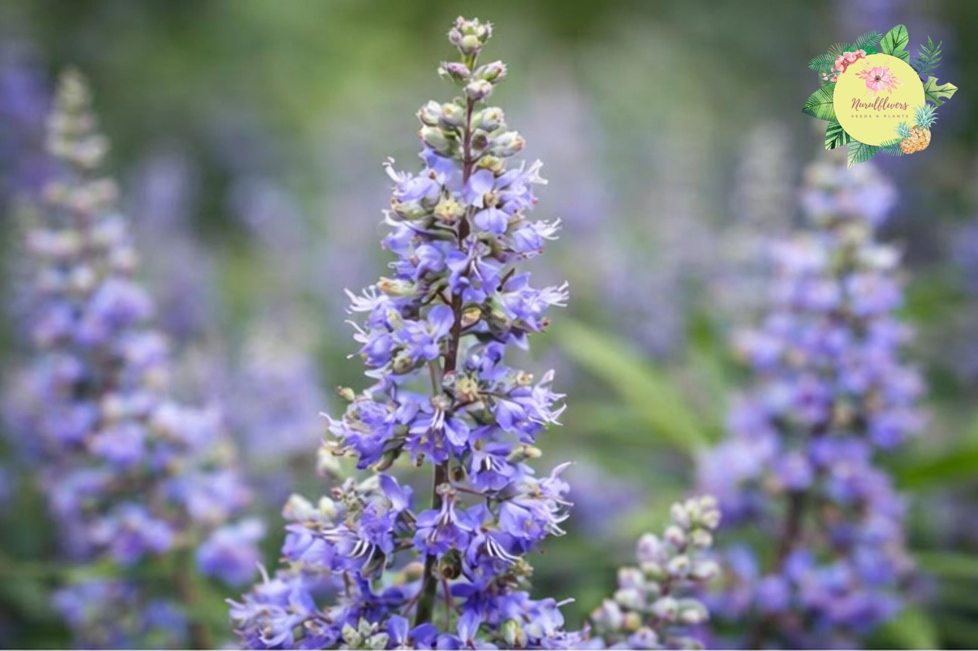 Chasteberry Tree Bare-Root 2 Pack - Lilac Chastetree - Vitex Agnus-Castus - Drought-Tolerant Pollinator Plant