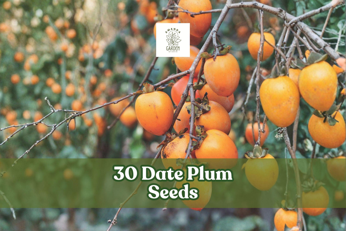 30 Date Plum Seeds for Planting | Diospyros lotus | Caucasian Persimmon | Deciduous Fruit Tree Seeds for Garden and Landscape
