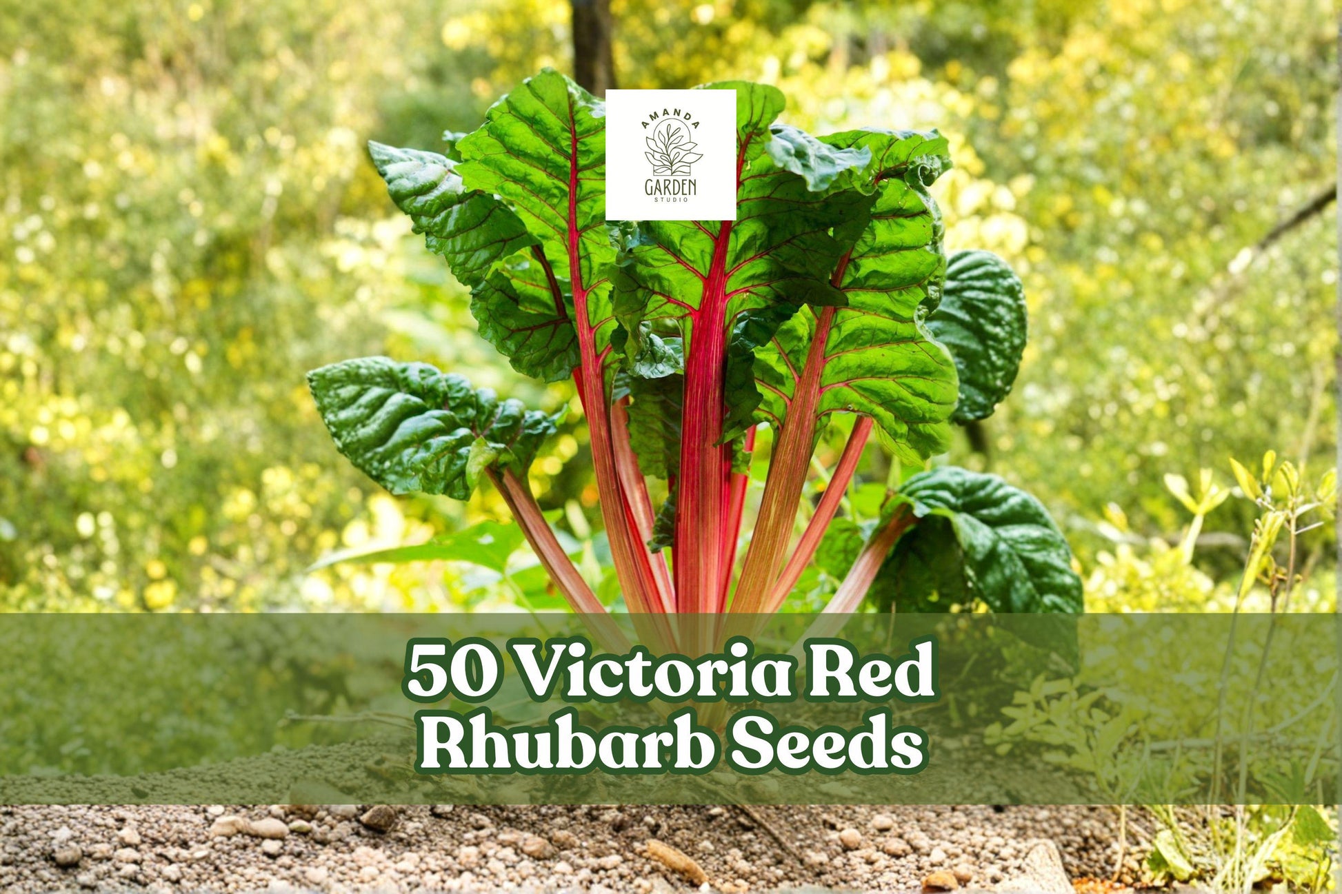 50 Victoria Red Rhubarb Seeds | Heirloom Perennial Vegetable | Rheum rhabarbarum | Easy to Grow for Home Gardens