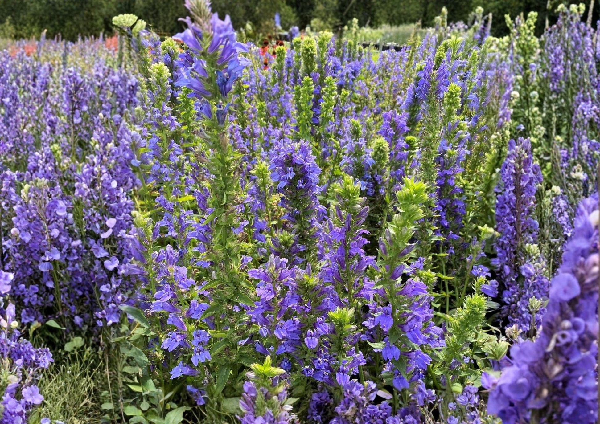 Blue Lobelia Seeds - 500 Non-GMO Seeds for Pollinator Garden - Native Wetland Wildflower (Lobelia siphilitica)