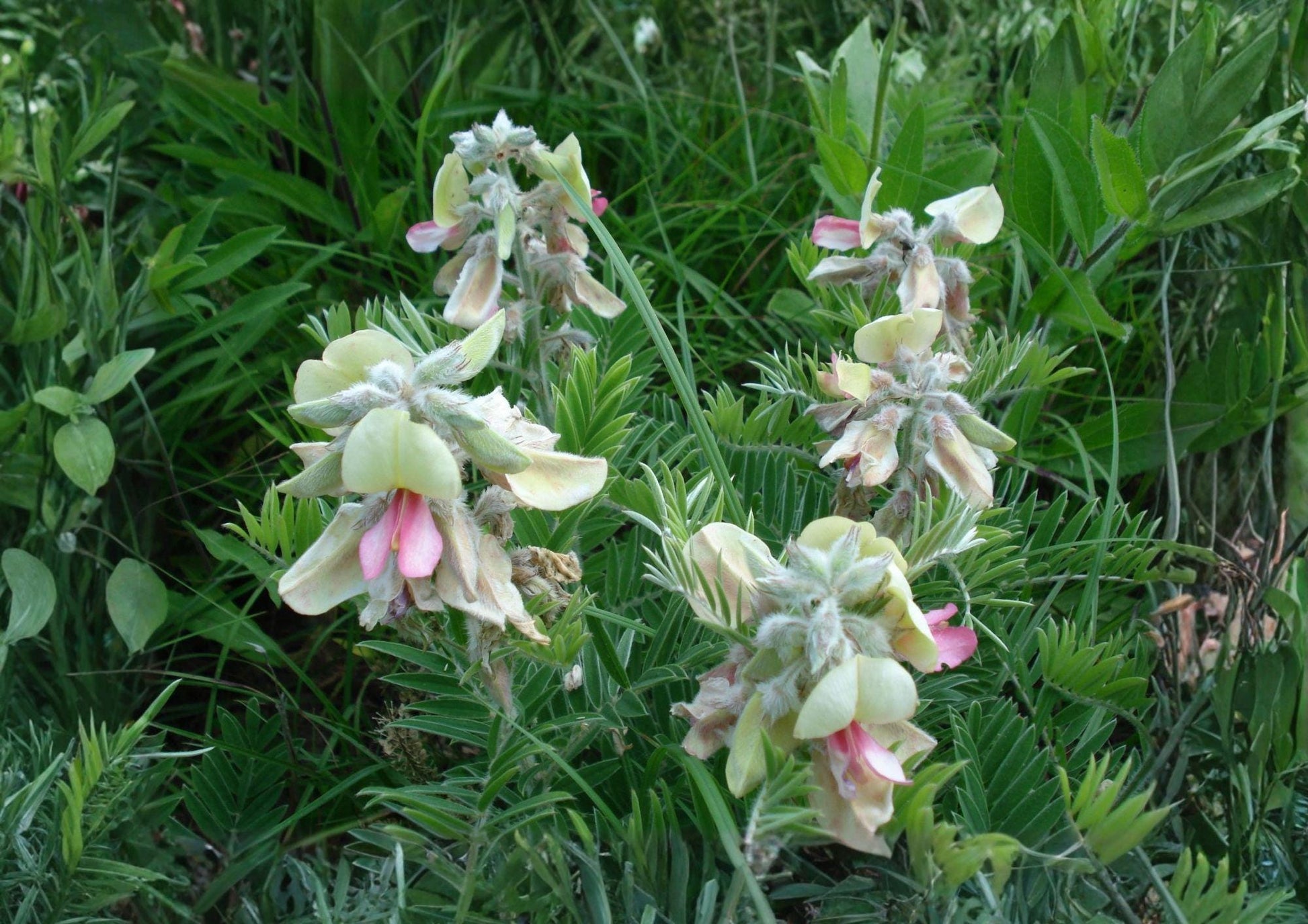 Goat's Rue Seeds - 10 Seeds - Tephrosia virginiana - Silvery Foliage, Pink & White Flowers - Fast Growing Plant