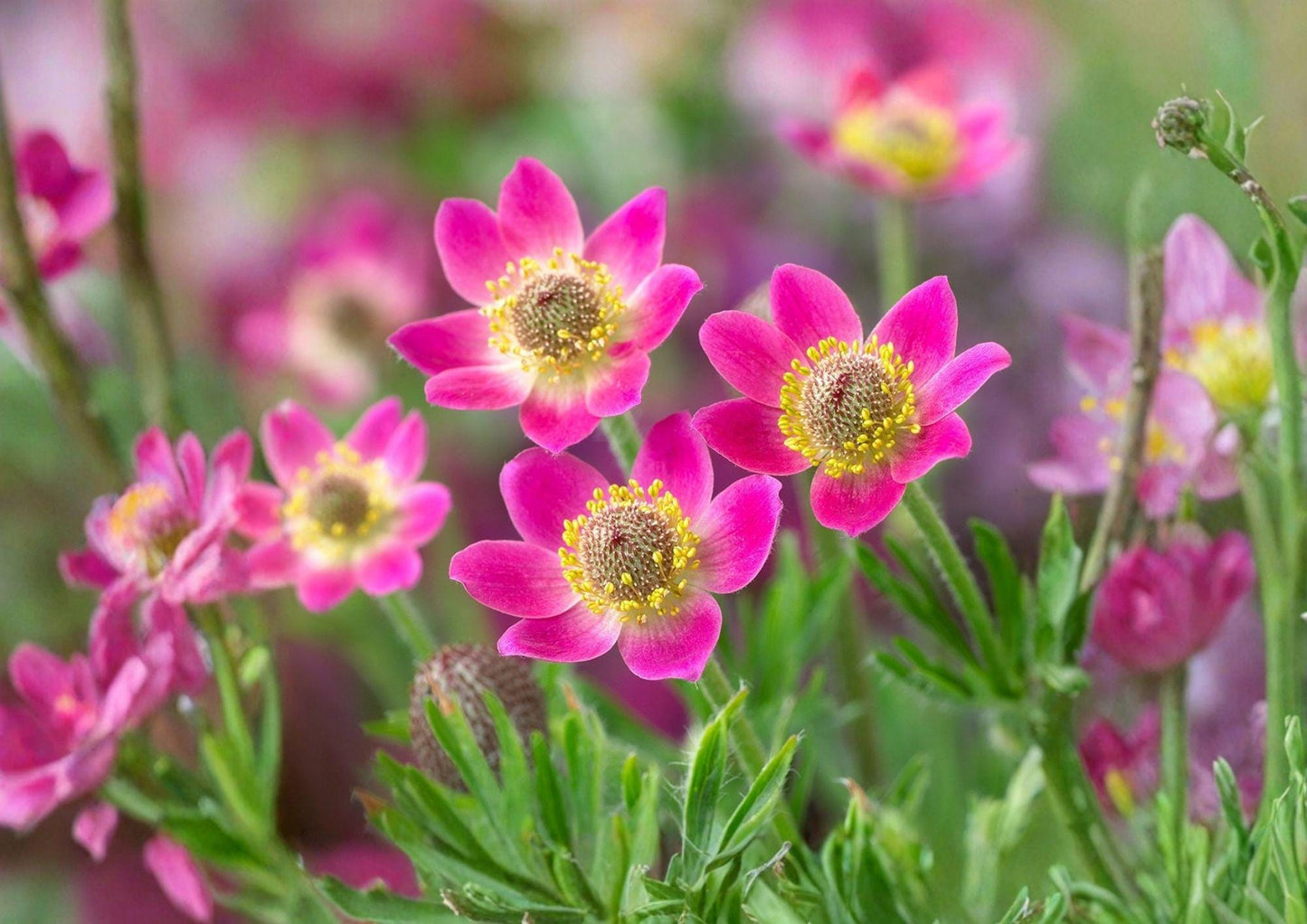 Anemone Seeds - 100 Count Red & White Windflower, Alpine Perennial, Anemone multifida
