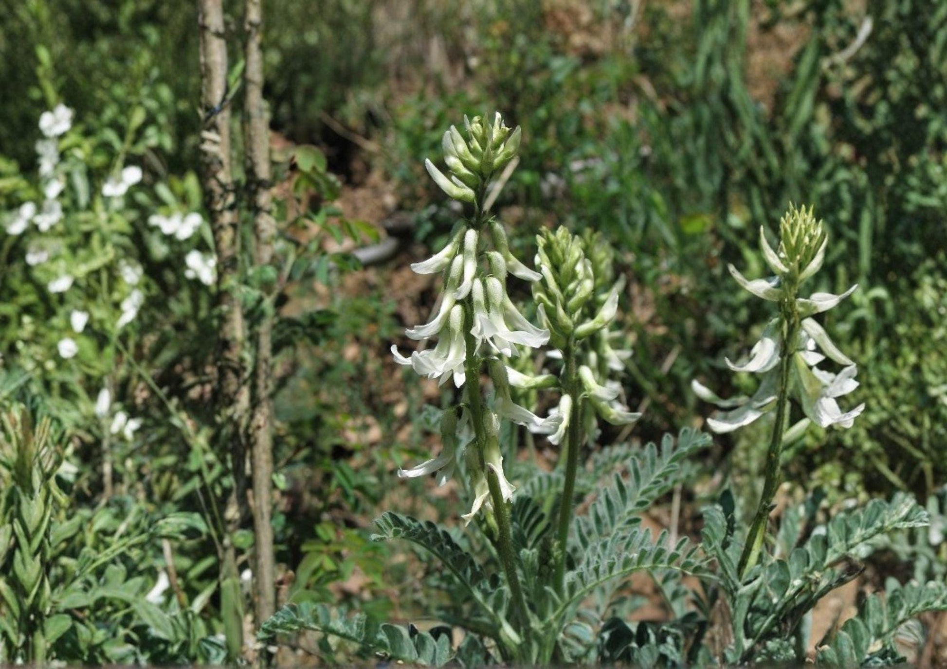 Woolly Milkvetch Seeds - Astragalus drummondii - Native Prairie Legume - Drought-Tolerant Wildflower Seeds