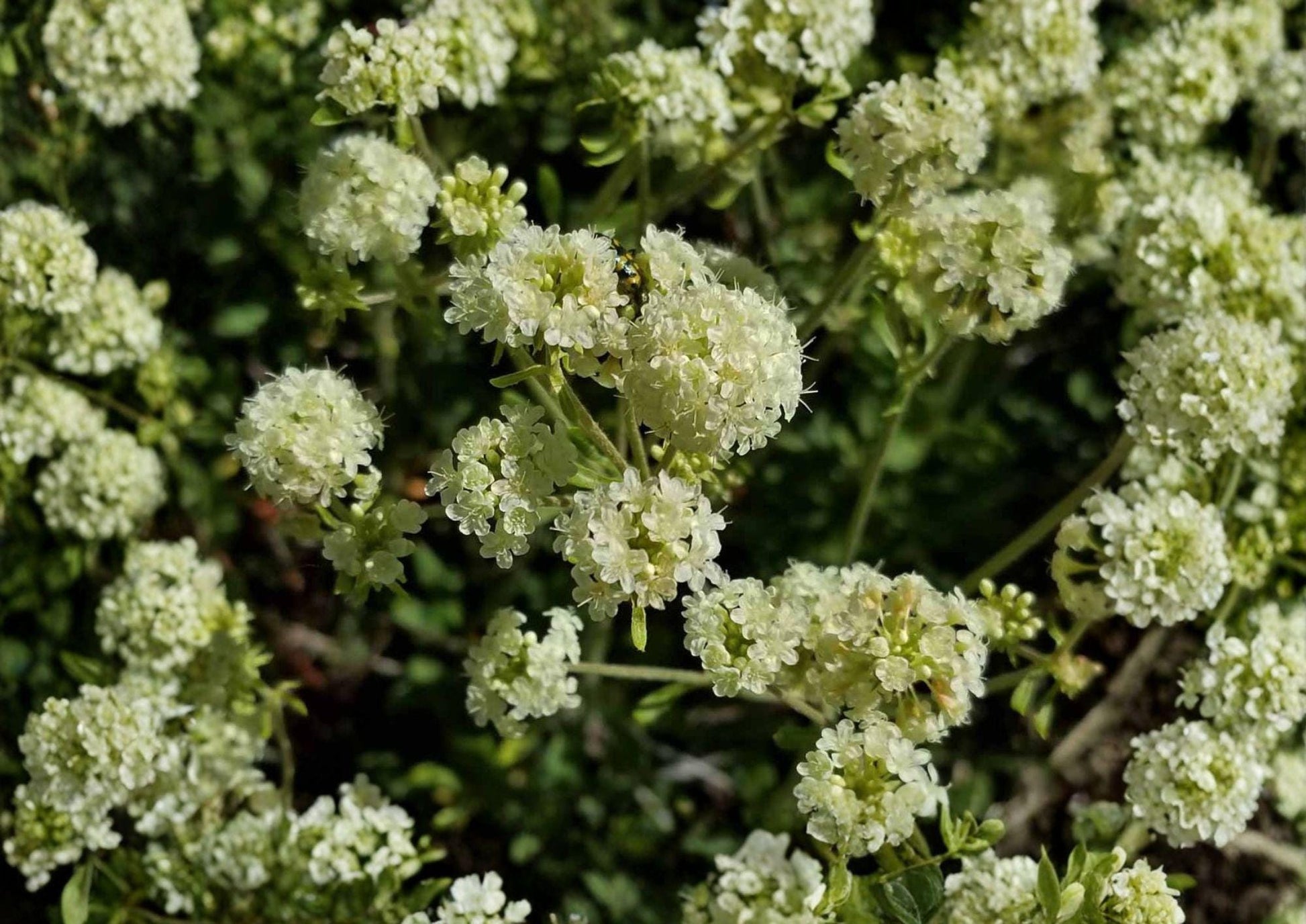 Parsnipflower Wild Buckwheat Seeds - 50 Drought Tolerant Native Perennial Seeds for Pollinators - Fast Growing Plant